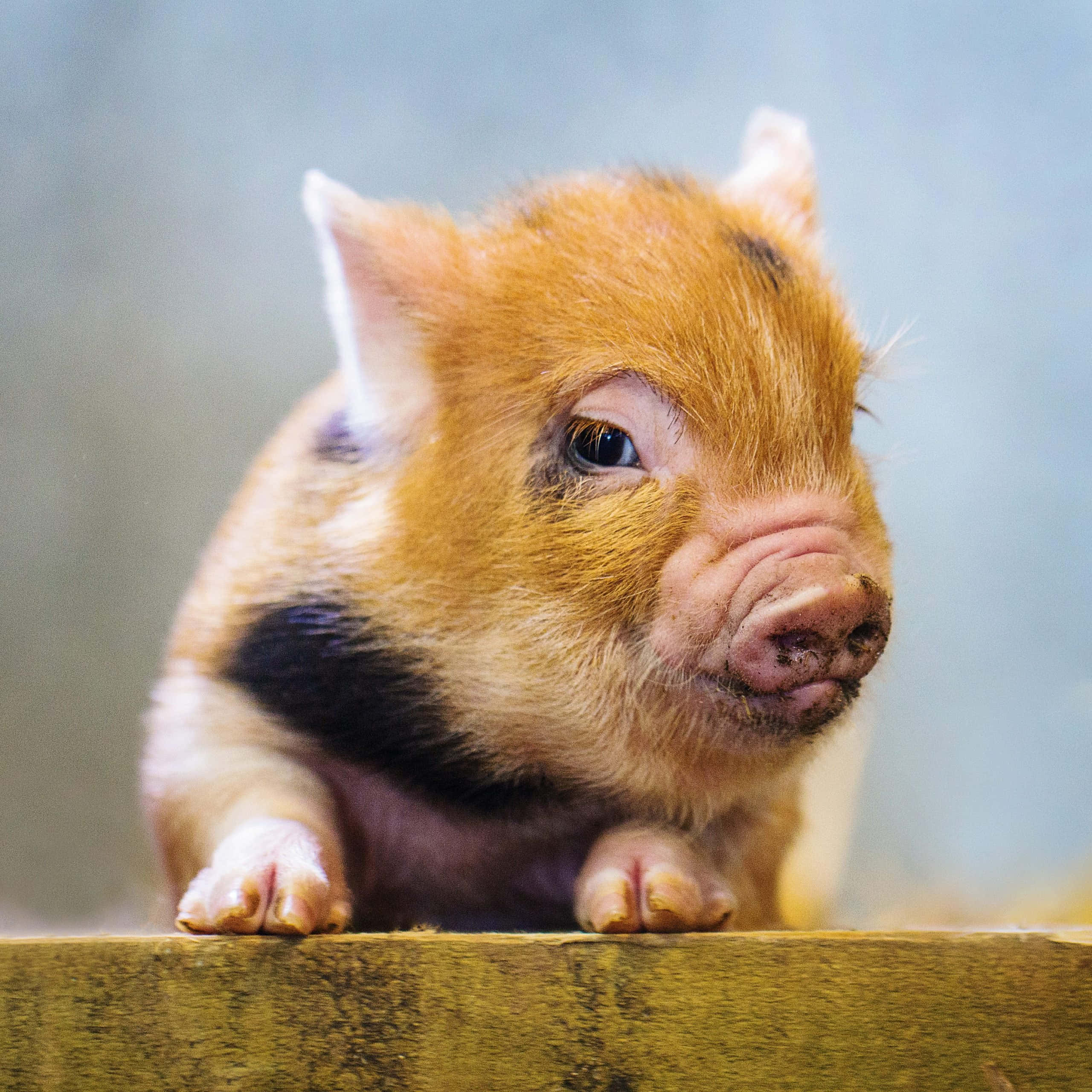 น้องหมูสุดน่ารักกำลังเพลิดเพลินกับวันฤดูใบไม้ร่วงที่มีแดด วอลเปเปอร์