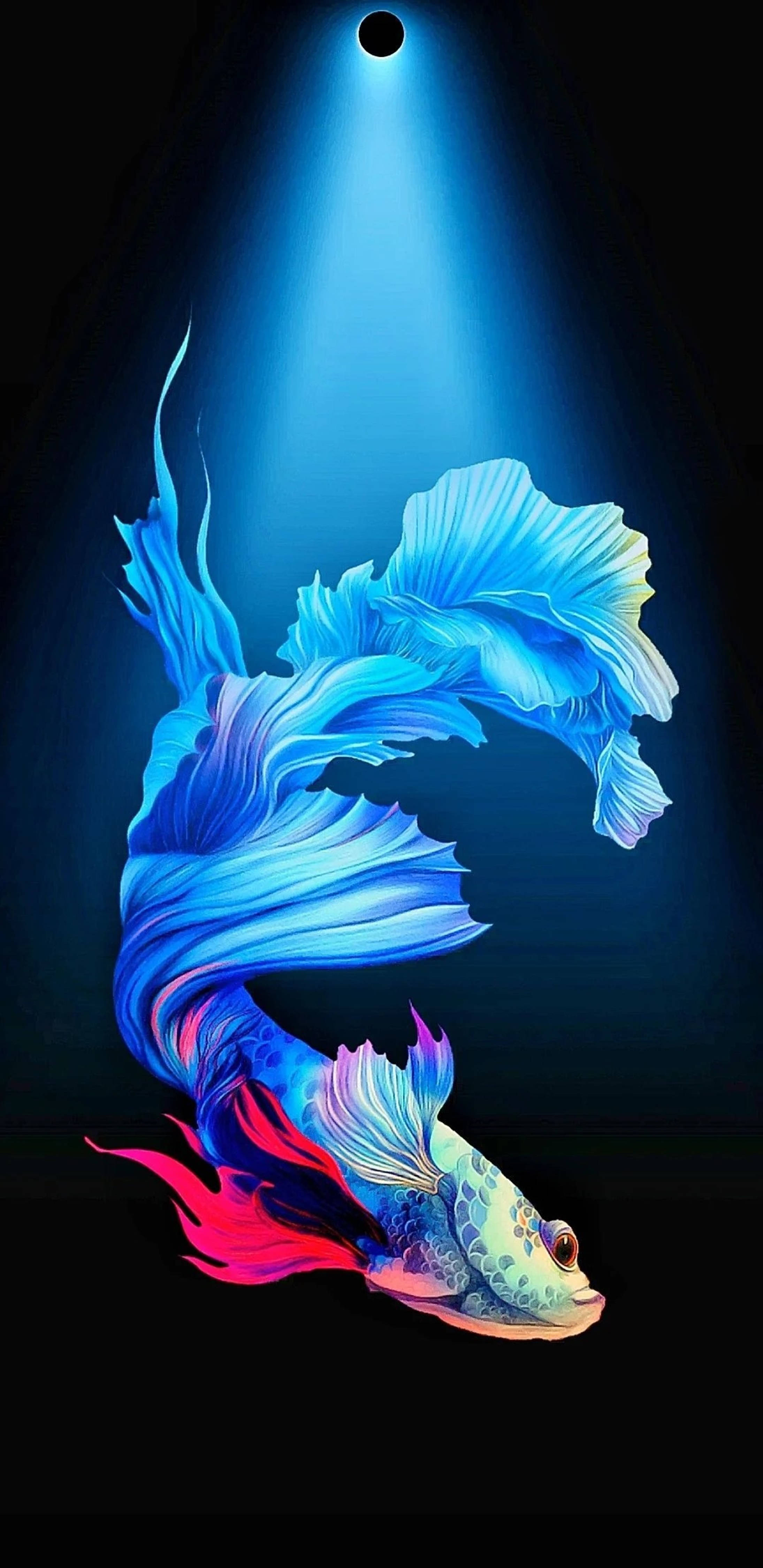 ปลากัดสีน้ำเงินเจาะรู 4K วอลเปเปอร์