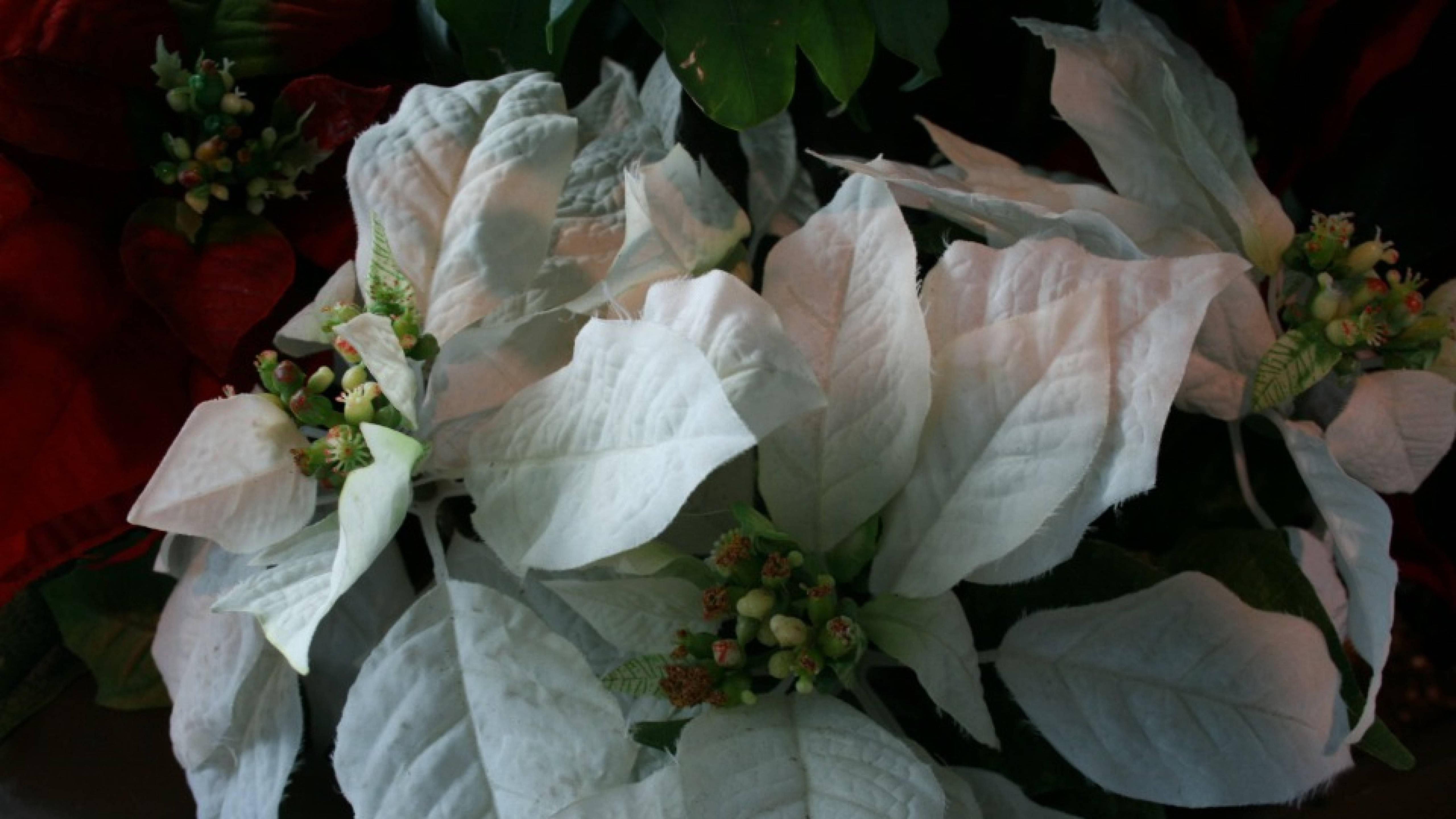 ปอยเซ็ทเทียพันธุ์ White Wonder วอลเปเปอร์