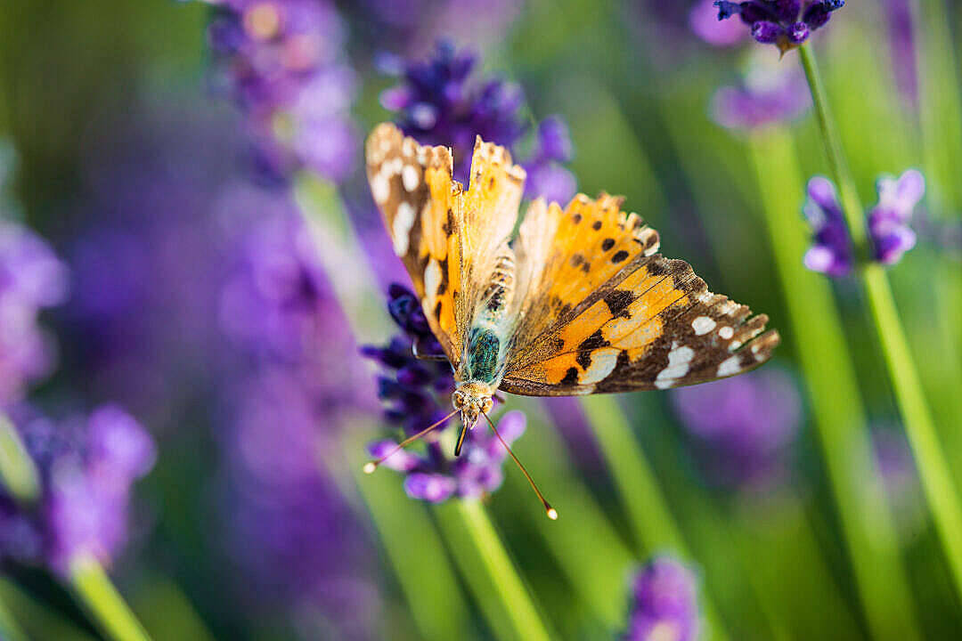 ผีเสื้อ Painted Lady สไตล์สวยงาม วอลเปเปอร์