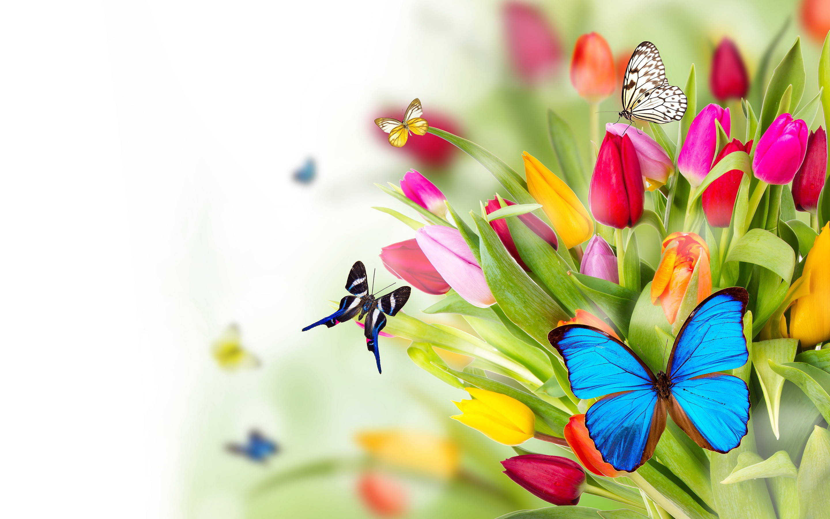 ผีเสื้อน่ารักกับทิวลิปในฤดูใบไม้ผลิ วอลเปเปอร์