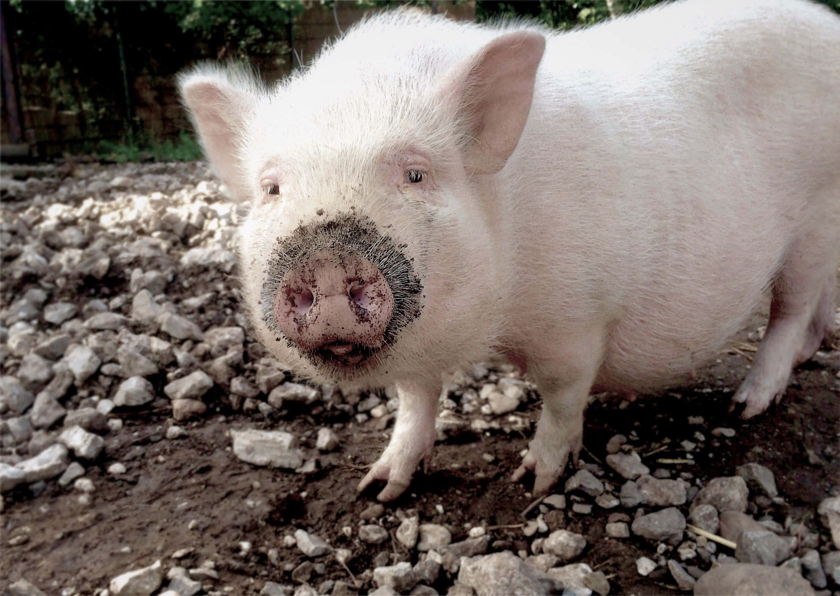 พบกับเปปป้า หมูที่น่ารักที่สุดในฟาร์ม วอลเปเปอร์