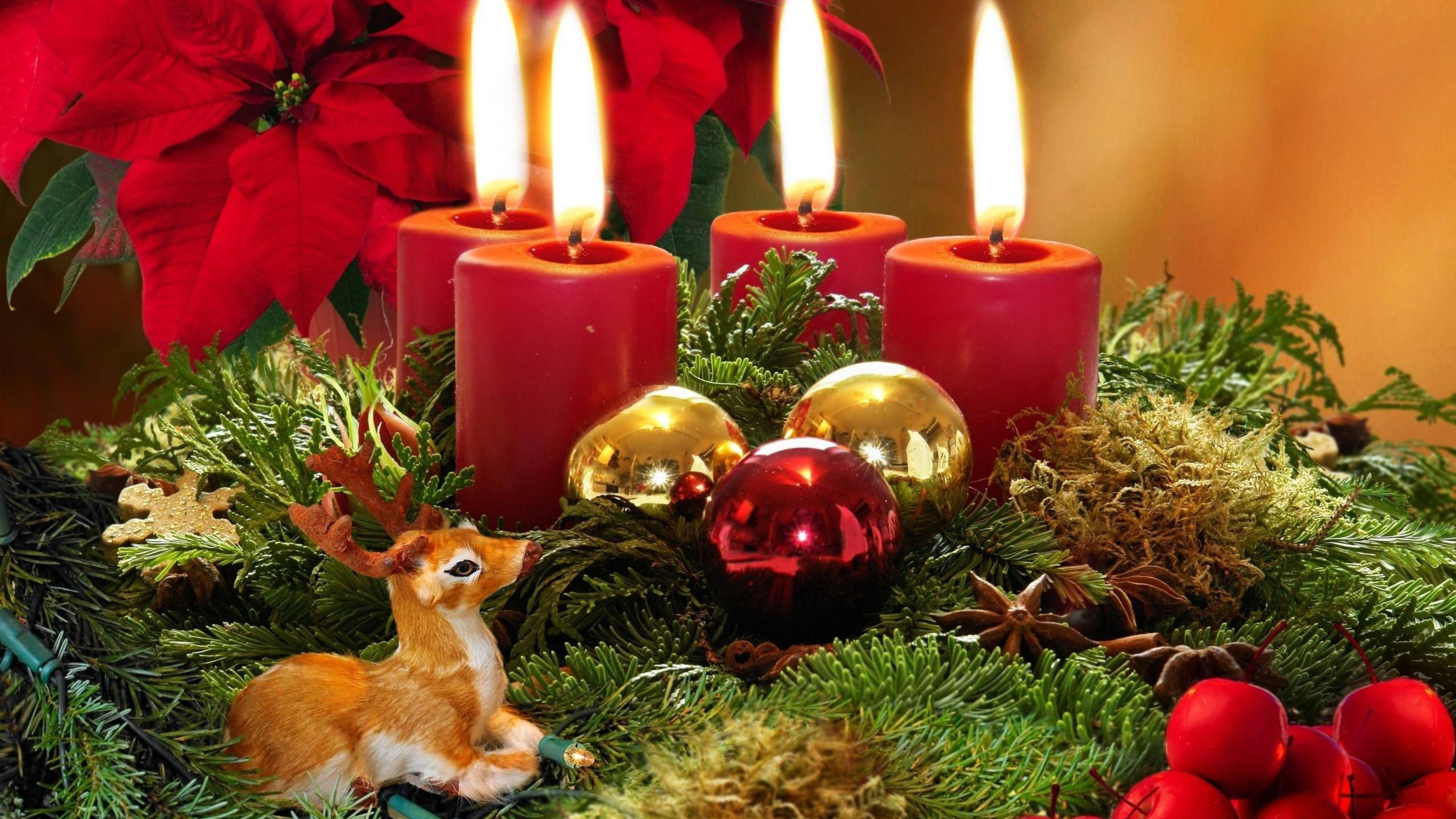 พอยน์เซ็ตเทียตกแต่งคริสต์มาส วอลเปเปอร์