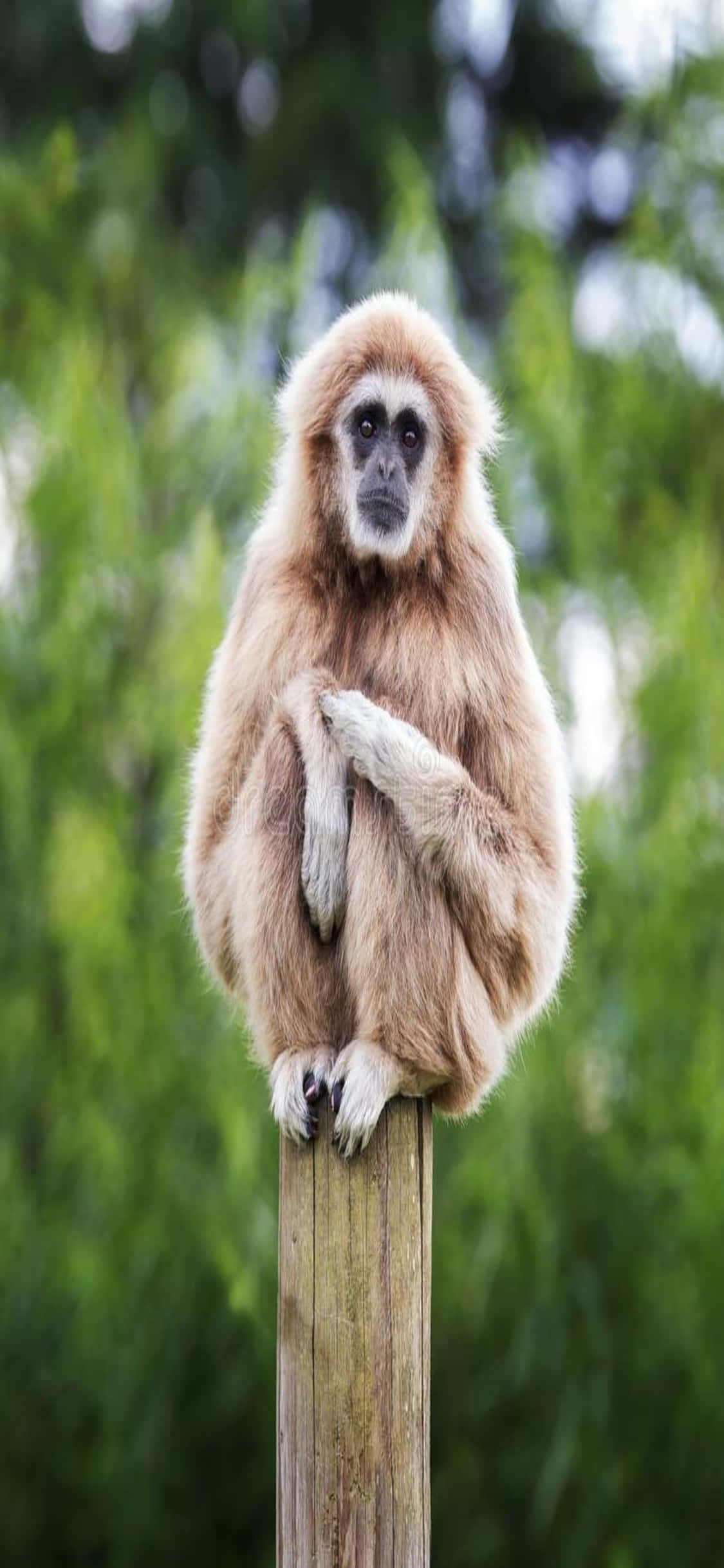 พื้นหลัง Gibbon สำหรับ iPhone X วอลเปเปอร์