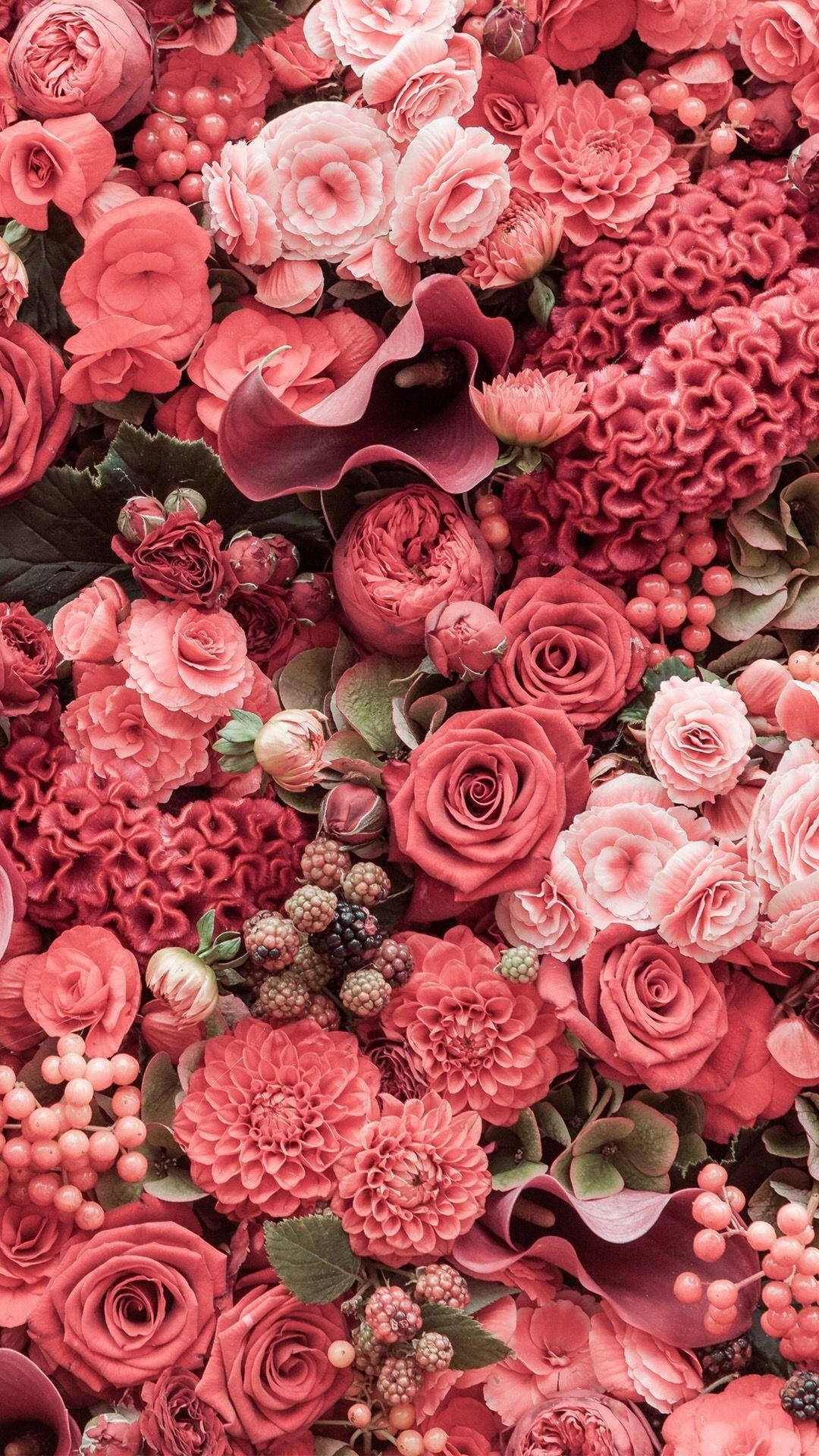 ดอกกุหลาบสีชมพู iPhone หลากหลายชนิด — กุหลาบ วอลเปเปอร์