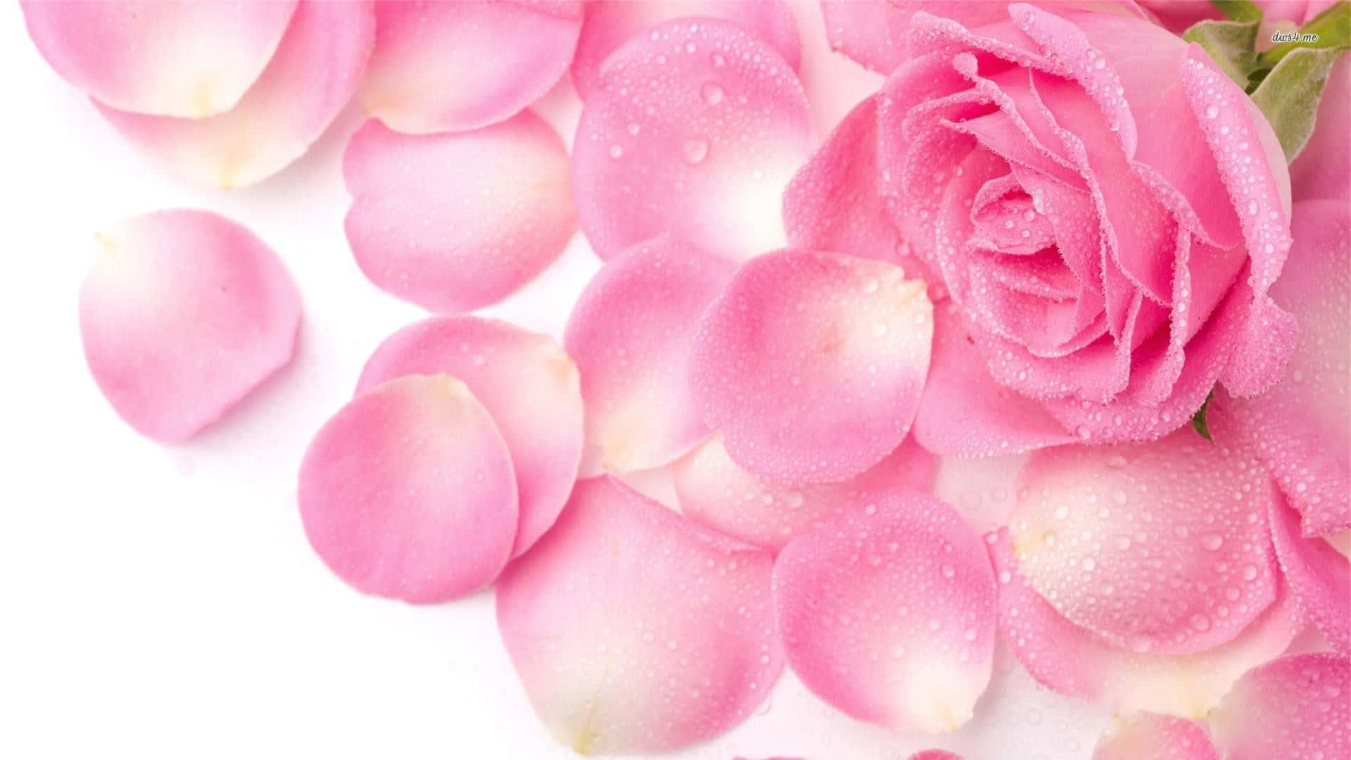 พื้นหลังกุหลาบสีชมพูกลีบฉีกขาด วอลเปเปอร์