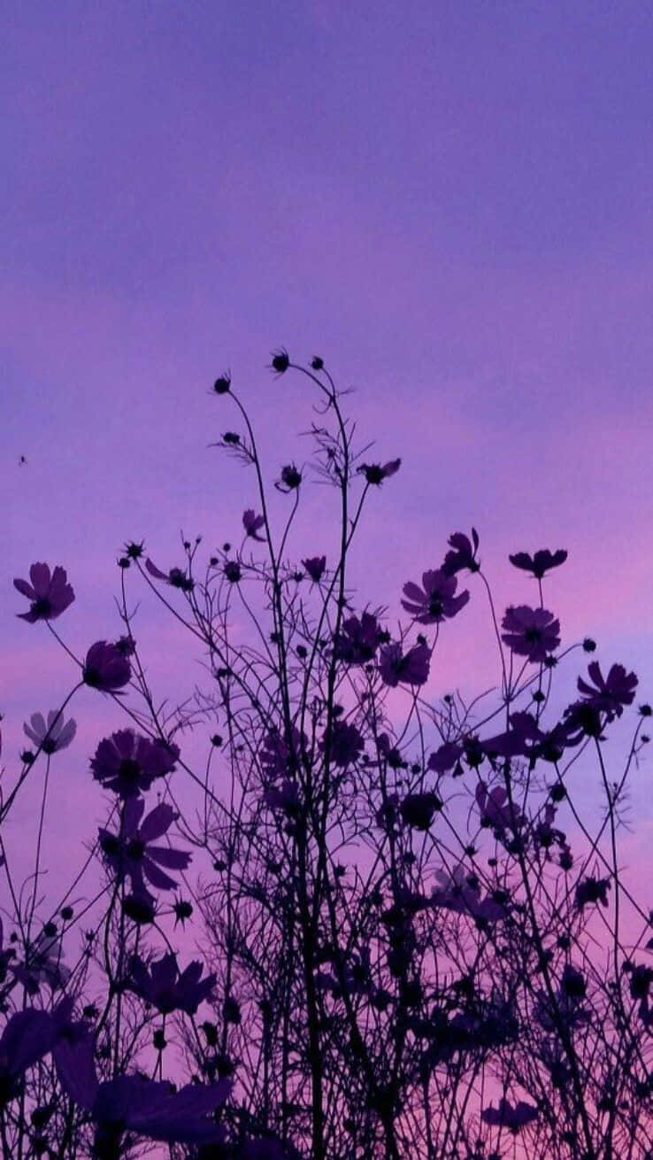 พื้นหลังดอกคอสมอสสีม่วงสวยงามมุมต่ำ วอลเปเปอร์