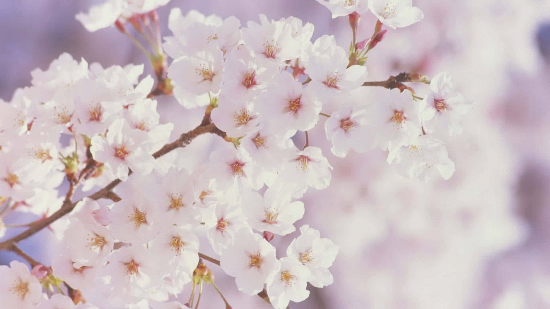พื้นหลังดอกซากุระสีขาวบานในฤดูใบไม้ผลิ วอลเปเปอร์