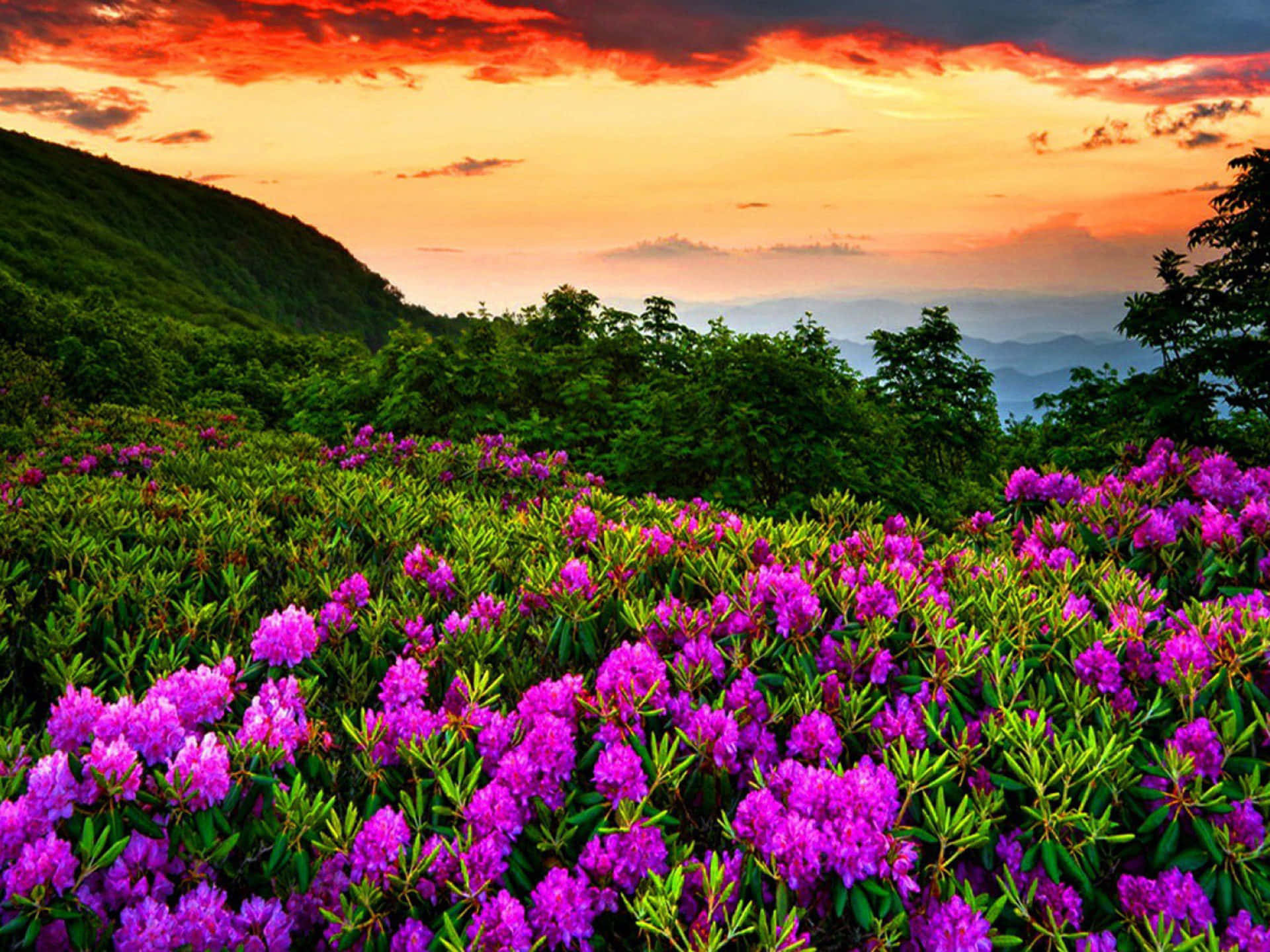 พื้นหลังดอกโรโดเดนดรอนสีม่วงและดอกอาซาเลียในฤดูใบไม้ผลิ วอลเปเปอร์