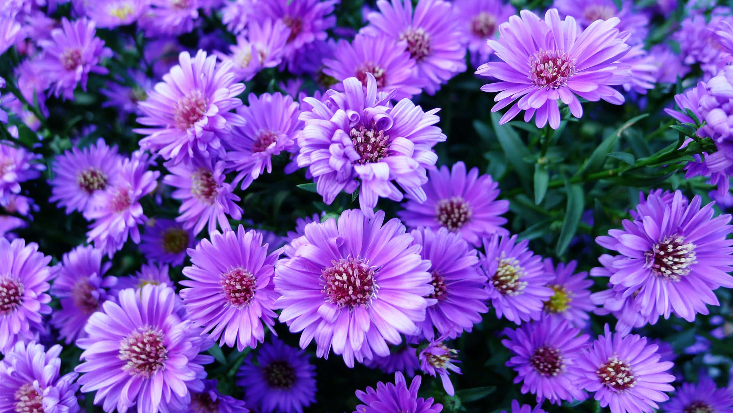พื้นหลังดอกไม้สวยงาม: สีสันแห่งความบานสะพรั่ง วอลเปเปอร์