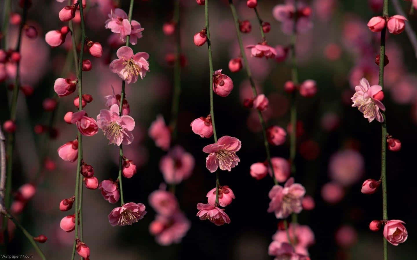 พื้นหลังดอกไม้สีเข้มอันน่าหลงใหล วอลเปเปอร์