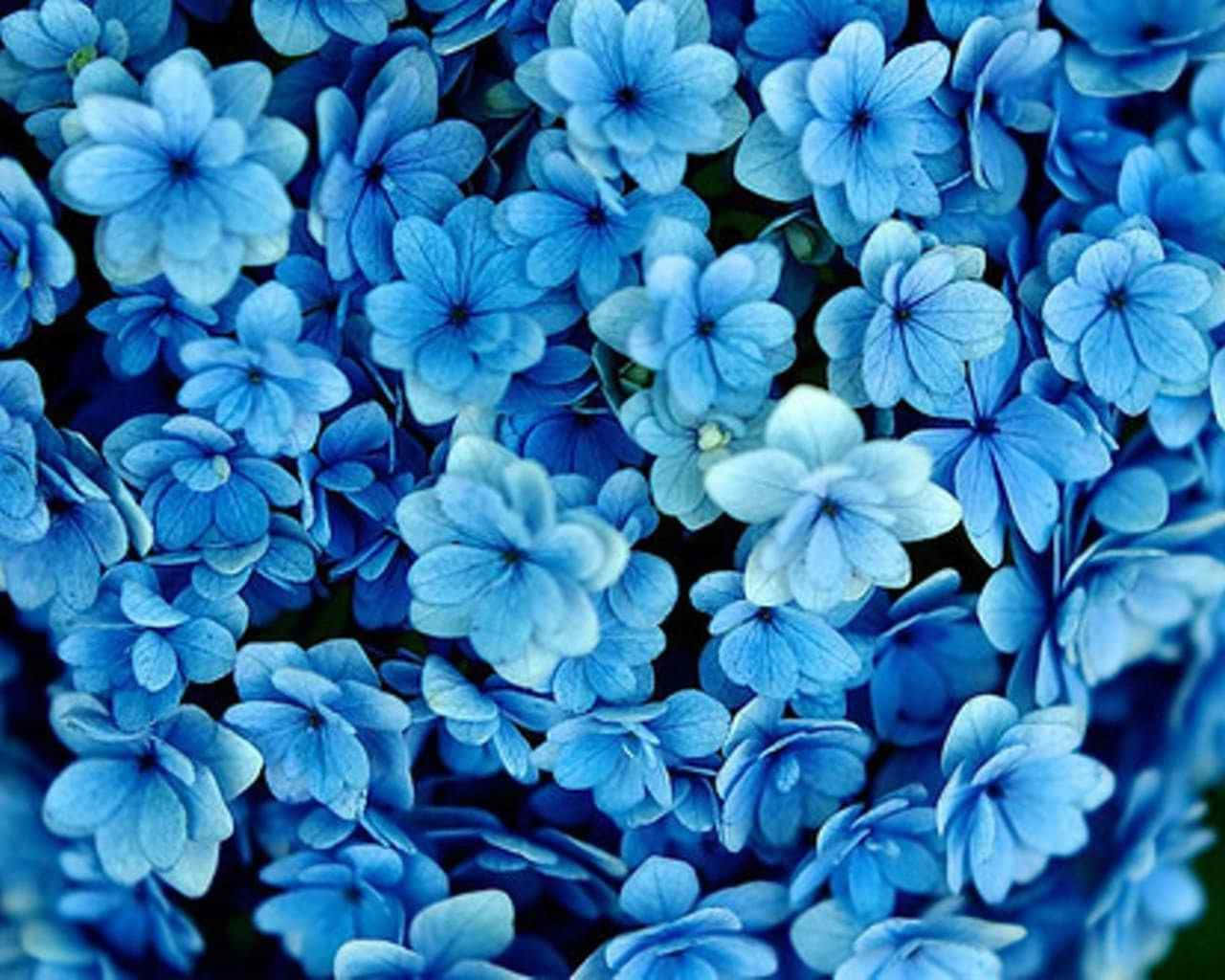 พื้นหลังดอกไม้สีฟ้าสไตล์ Tumblr มุมมองจากด้านบน วอลเปเปอร์