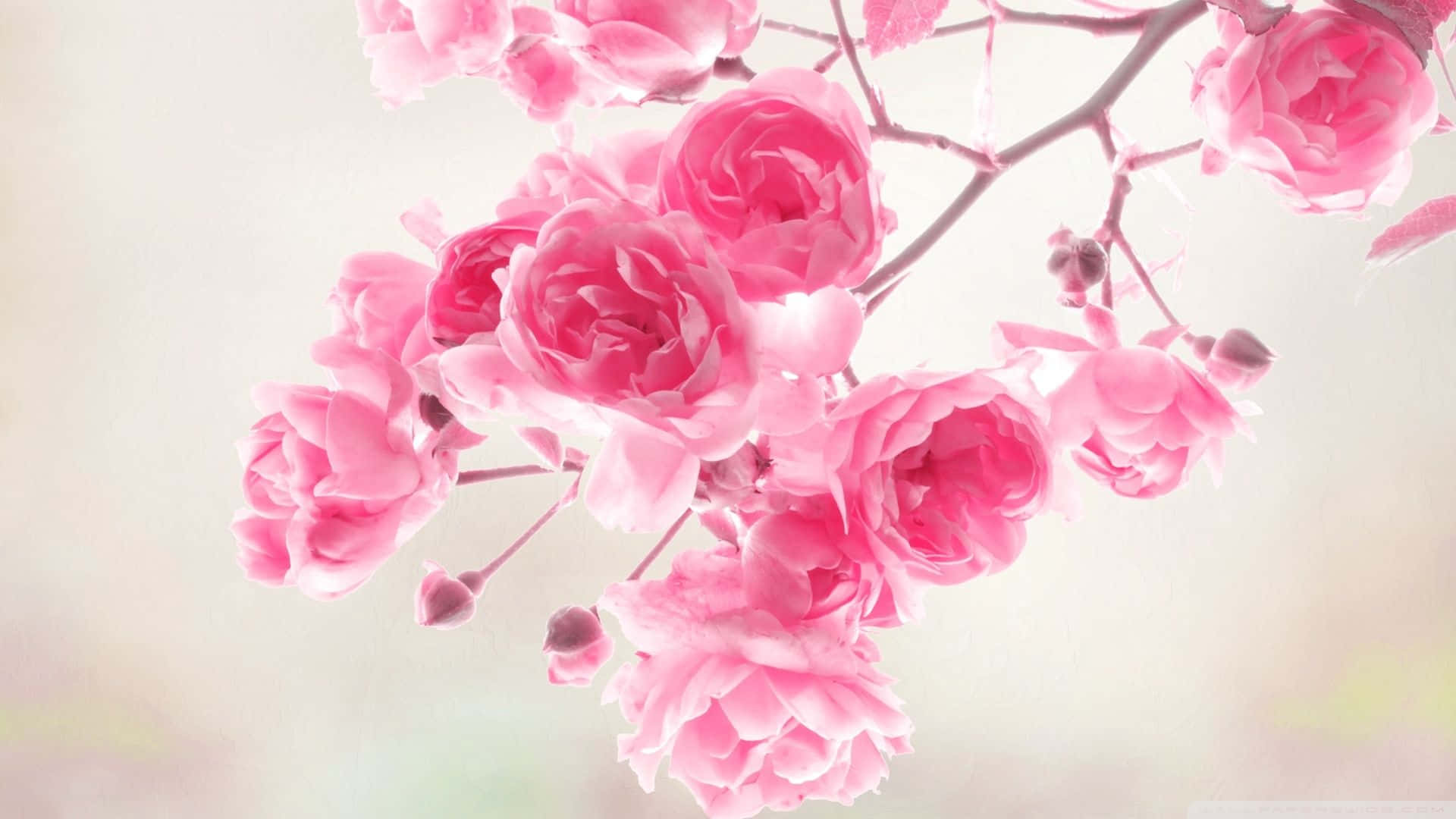 พื้นหลังดอกไม้สีชมพูอ่อนละเอียด เหมาะสำหรับทุกโอกาส วอลเปเปอร์