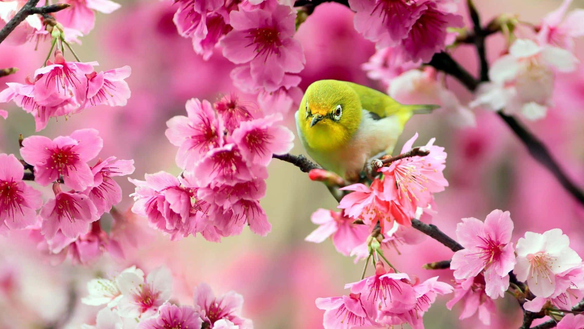 พื้นหลังดอกไม้สีชมพูสไตล์นุ่มนวลและสดใส วอลเปเปอร์