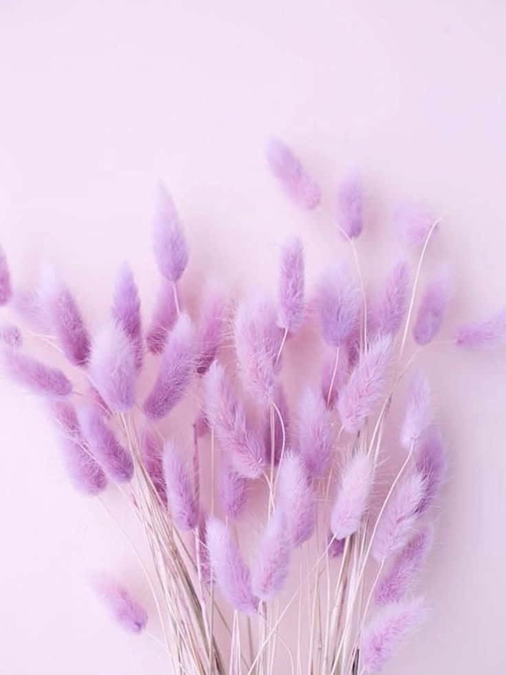 พื้นหลังสีม่วงพาสเทลสุดน่าหลงใหล วอลเปเปอร์