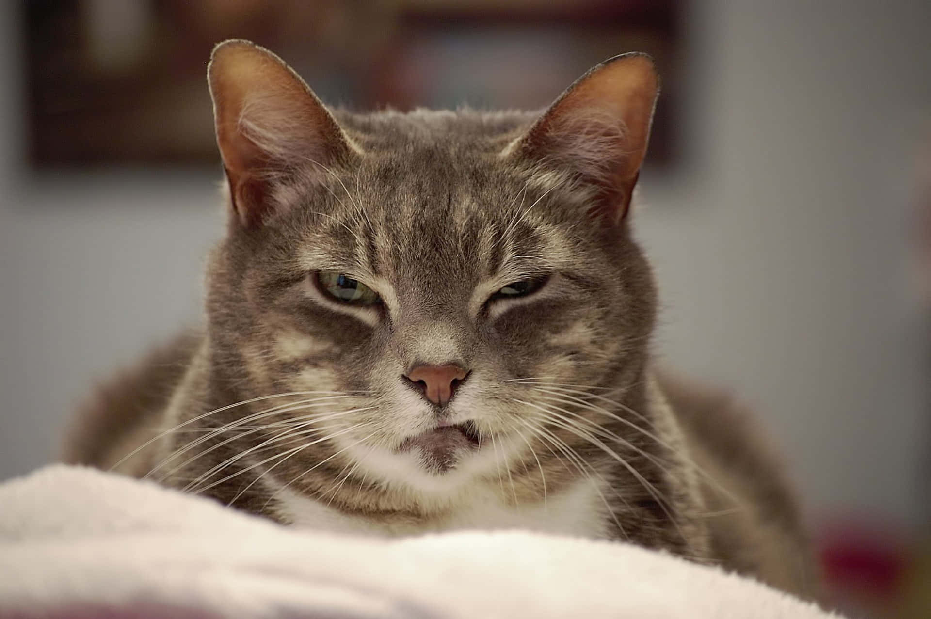 ภาพ Grumpy Cat วอลเปเปอร์