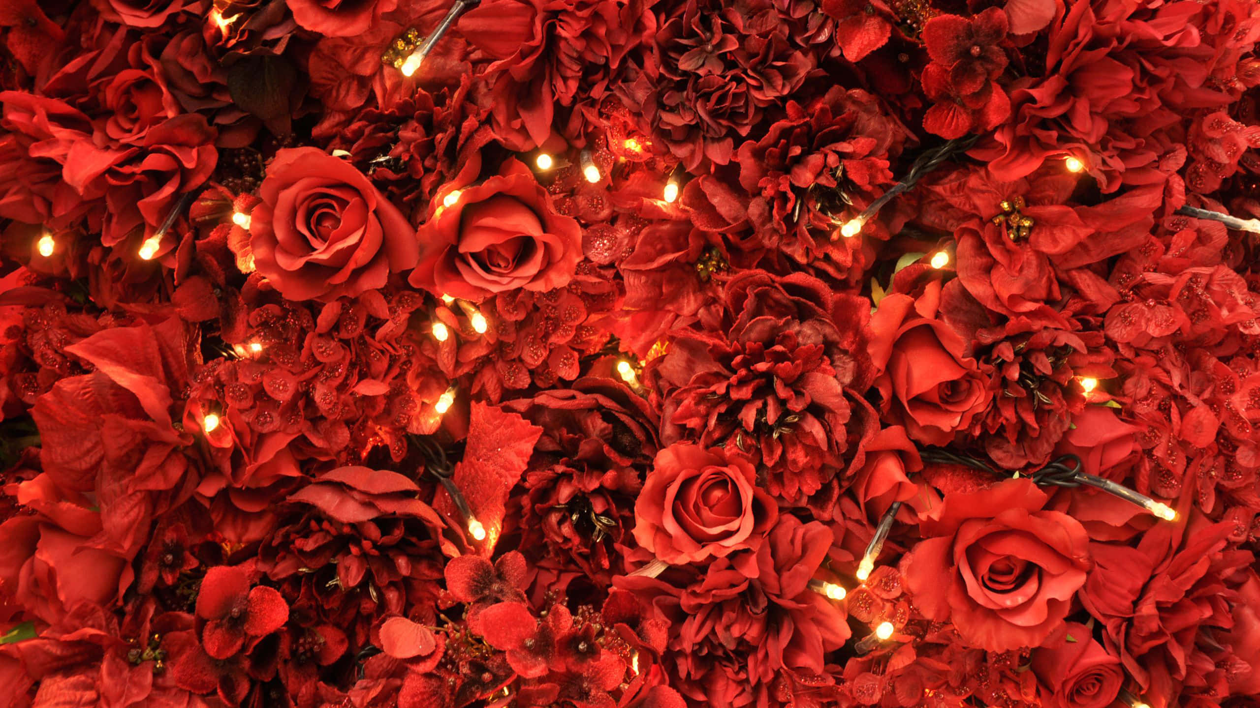 ภาพดอกกุหลาบแดงสวยงาม วอลเปเปอร์