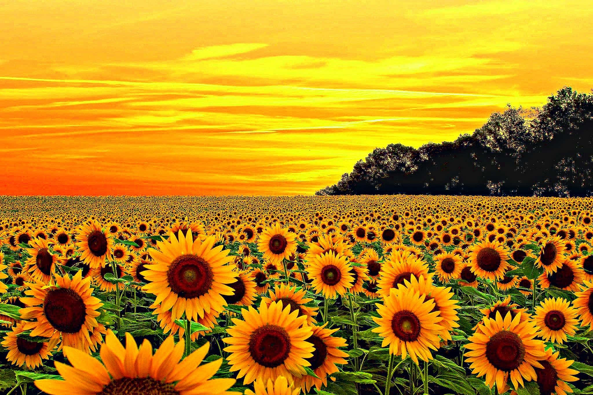 ภาพดอกไม้บานสีเหลืองสวยงามตระการตาในช่วงชั่วโมงทอง วอลเปเปอร์