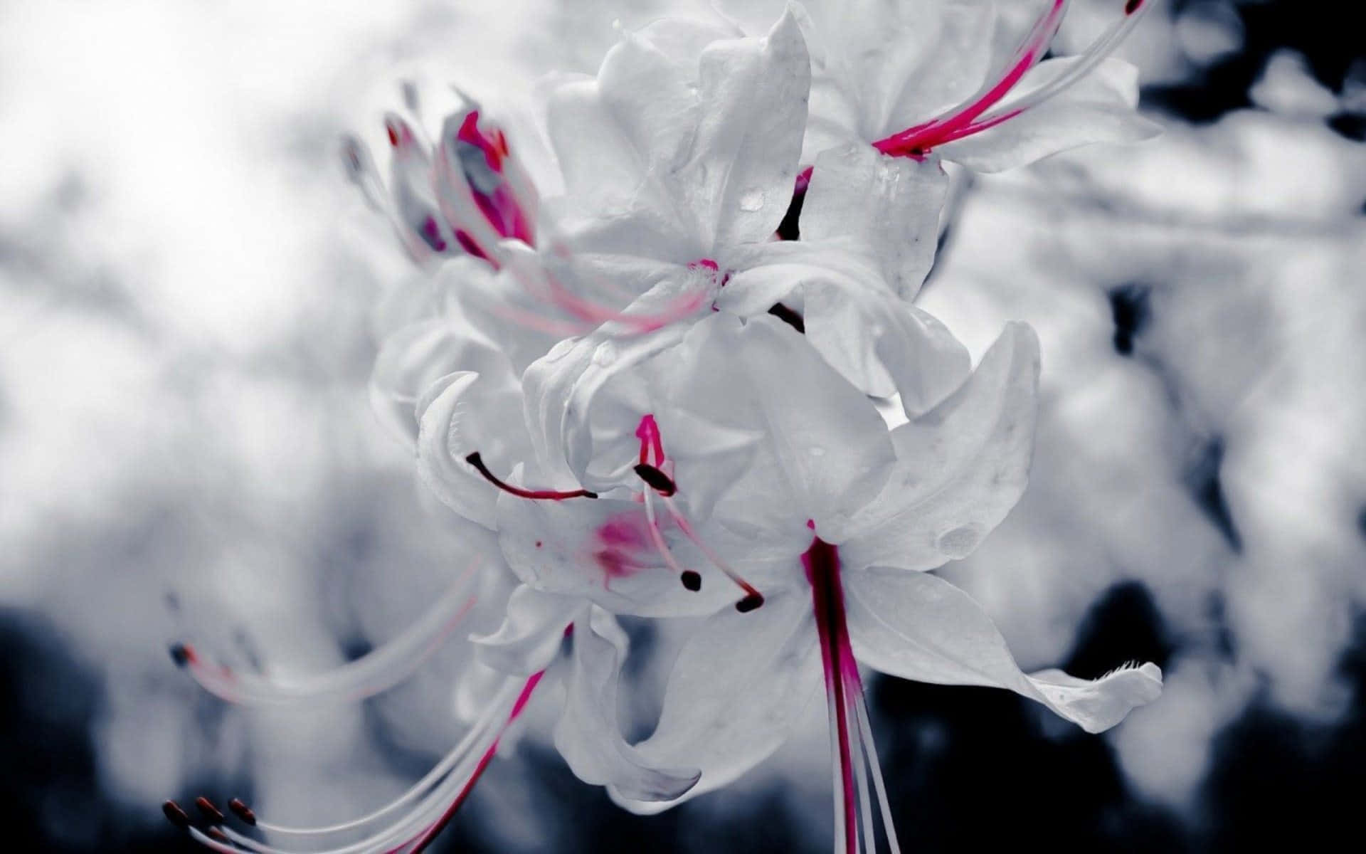 ภาพดอกไม้สีขาวโบเก้ วอลเปเปอร์