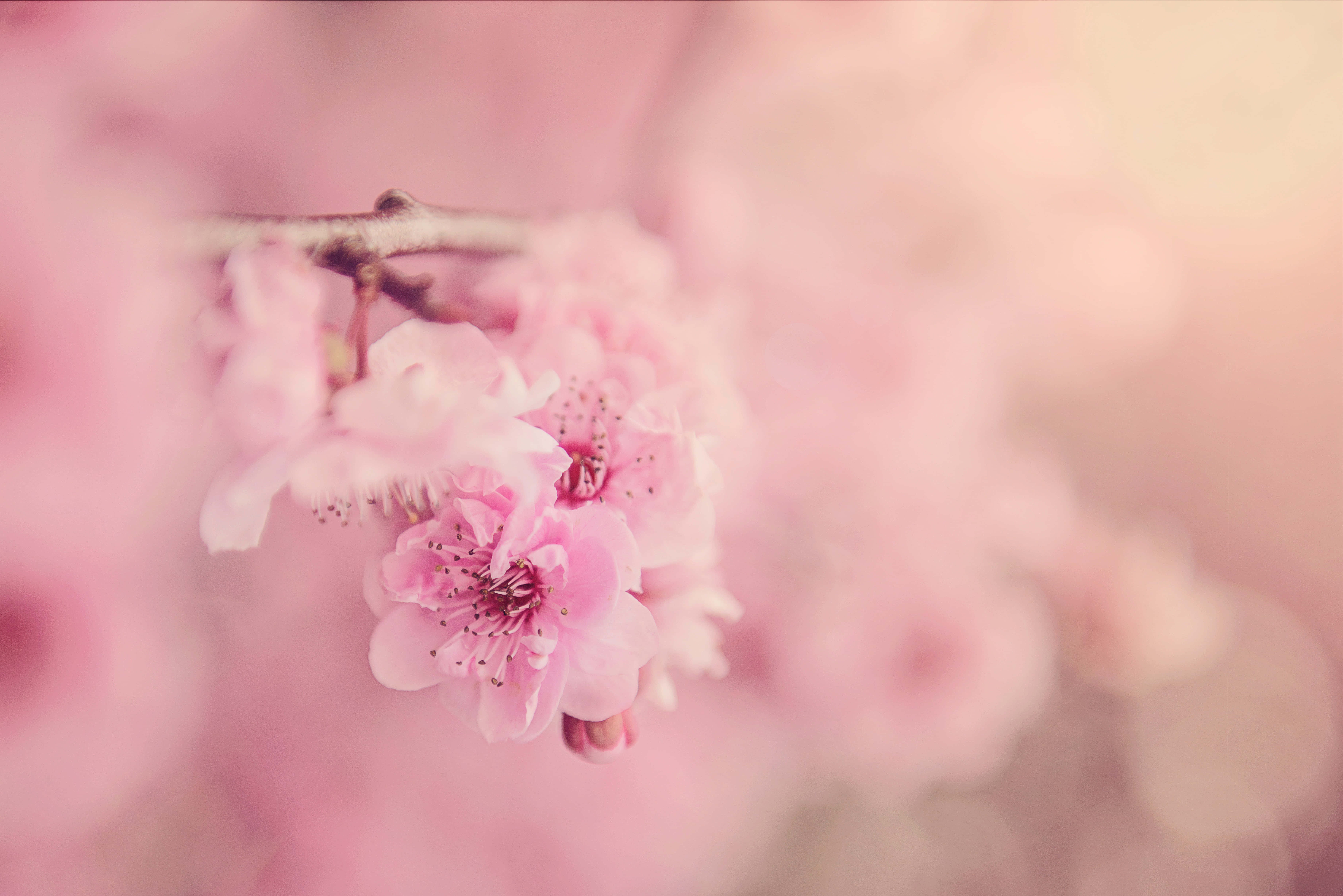 ภาพดอกไม้สีชมพูบานสะพรั่ง วอลเปเปอร์