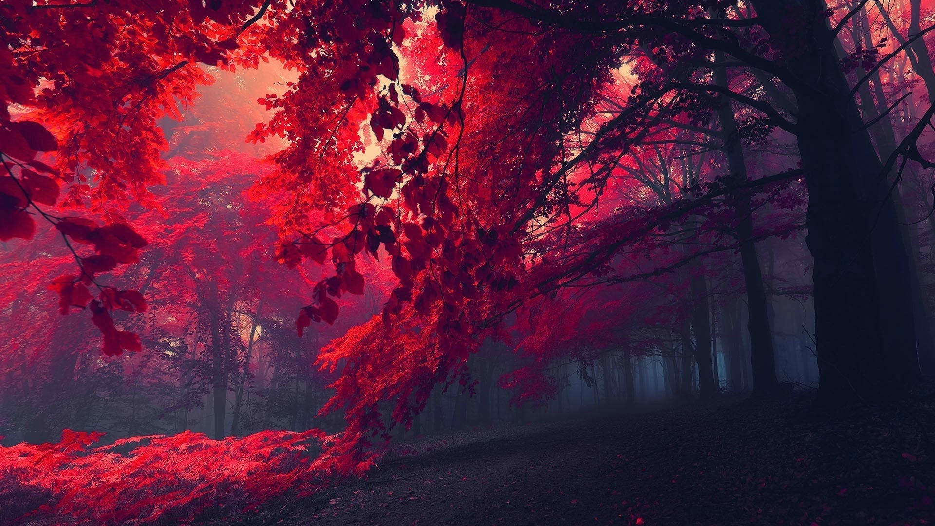 ภาพถ่ายป่าไม้สีแดงเข้ม วอลเปเปอร์