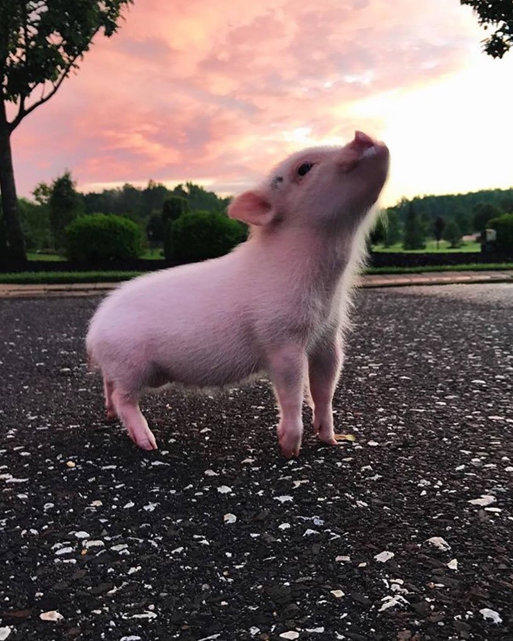 ภาพถ่ายหมูน่ารัก วอลเปเปอร์