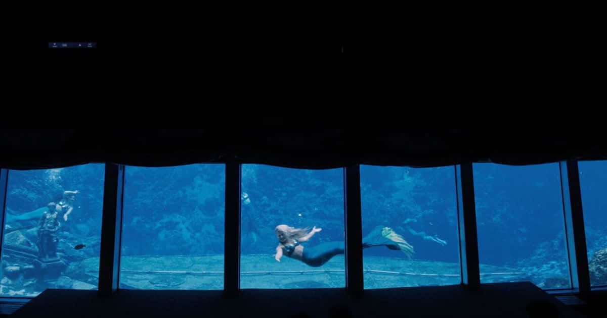 ภาพนางเงือกในตู้ปลาจริง วอลเปเปอร์