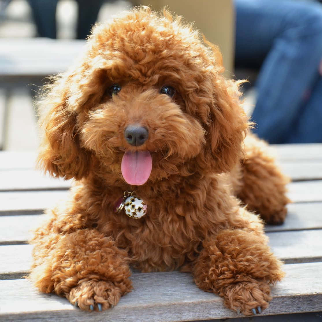ภาพน่ารักของสุนัขตัวน้อยขี้เล่นกำลังโพสท่าถ่ายรูป วอลเปเปอร์