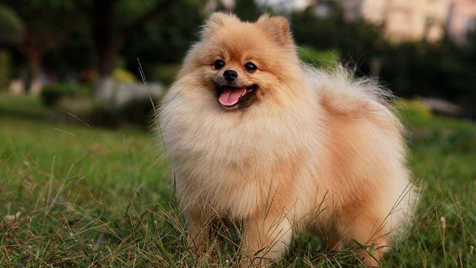 ภาพน้องหมาปอมเมอเรเนียนกำลังเล่น วอลเปเปอร์