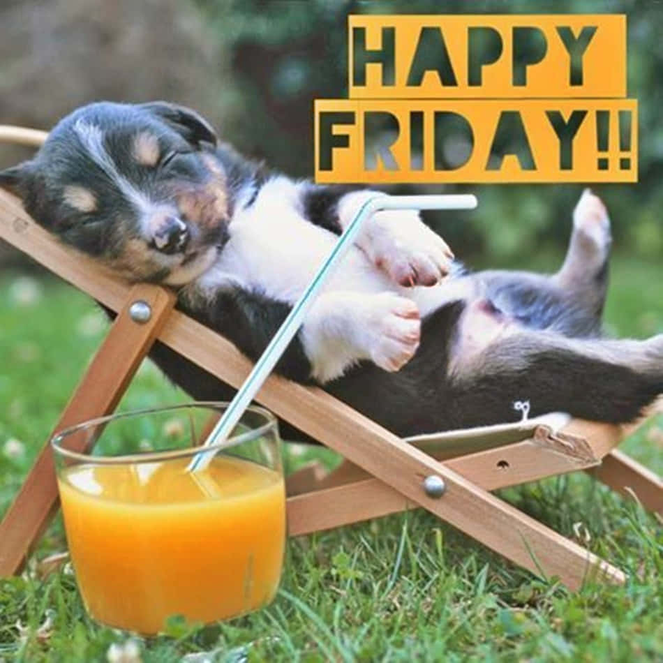 ภาพน้องหมาพักผ่อนสุดฮา Happy Friday วอลเปเปอร์