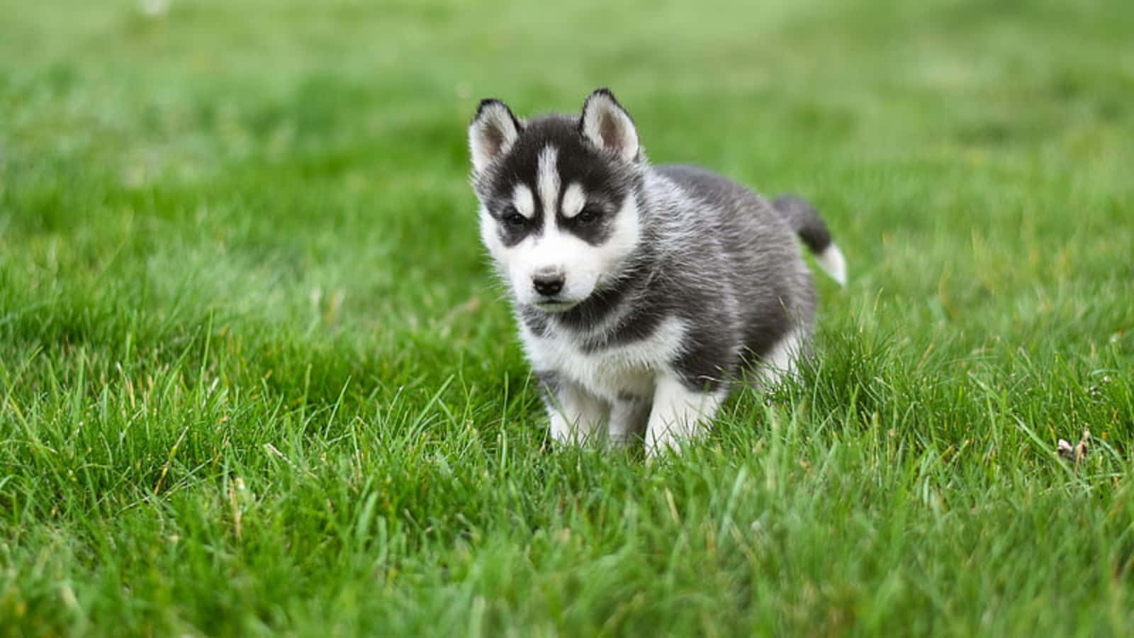 ภาพน้องหมาฮัสกี้น่ารักกำลังเล่นสนุกบนพื้นหญ้า วอลเปเปอร์