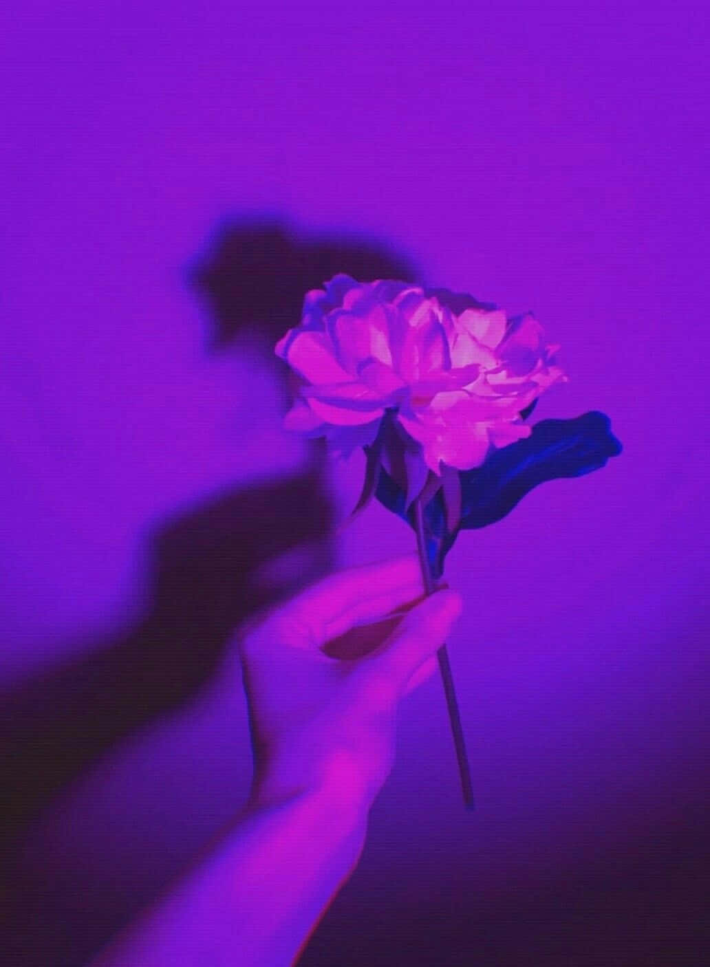 ภาพมือถือดอกกุหลาบสไตล์สีม่วง วอลเปเปอร์