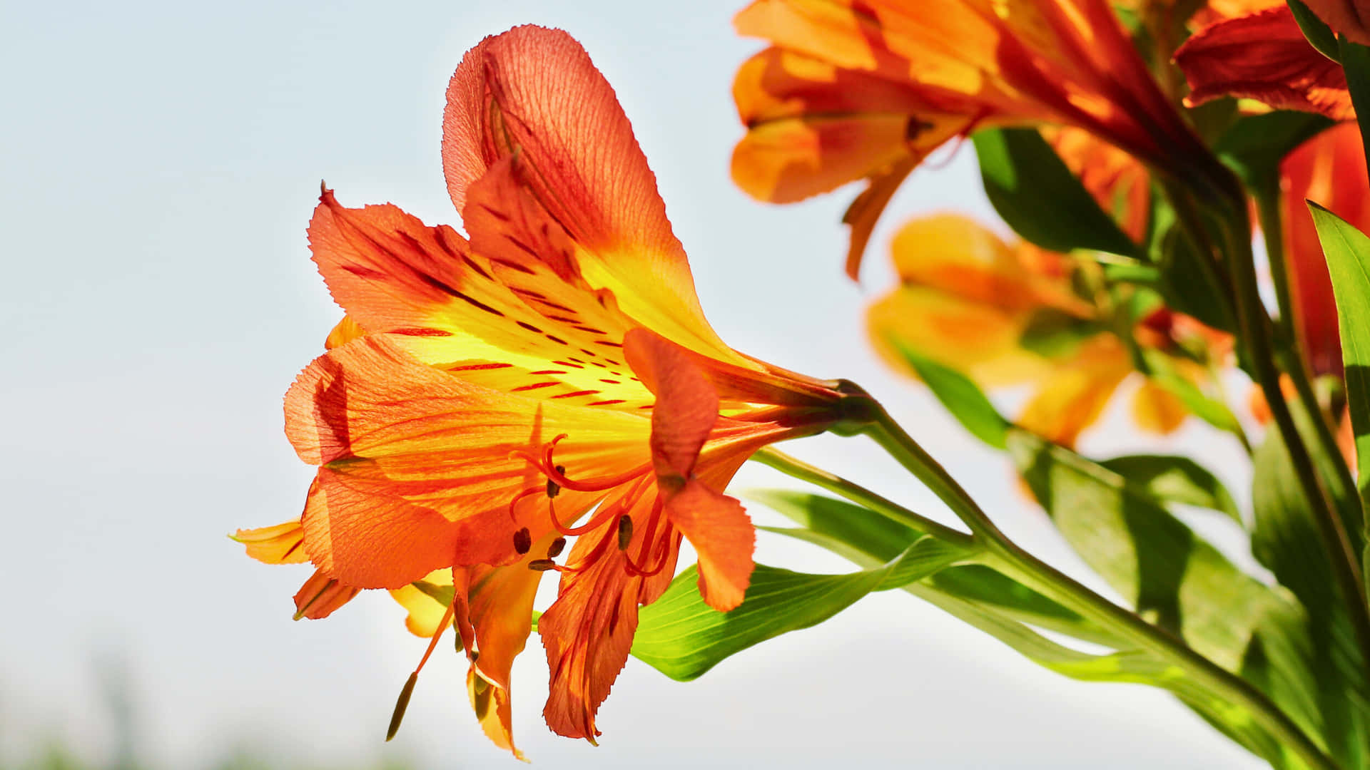 อัลสโตรมีเรีย,ดอกไม้,ลิลลี่,ลิลลี่เปรู,สีส้ม,สีเหลือง,สดใส,มีสีสัน,เบ่งบาน,ดอกบาน,กลีบดอก,ก้าน,ใบ,สีเขียว,สว่าง,ภาพระยะใกล้,ธรรมชาติ,เป็นธรรมชาติ,พืช,พรรณไม้ — ดอกไม้ วอลเปเปอร์