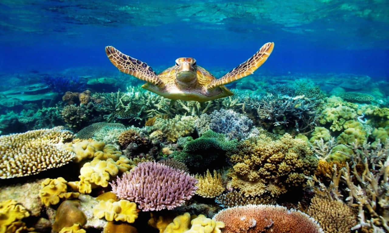 ภาพสวยงามของเต่าที่กำลังว่ายอยู่ใต้ท้องทะเล วอลเปเปอร์