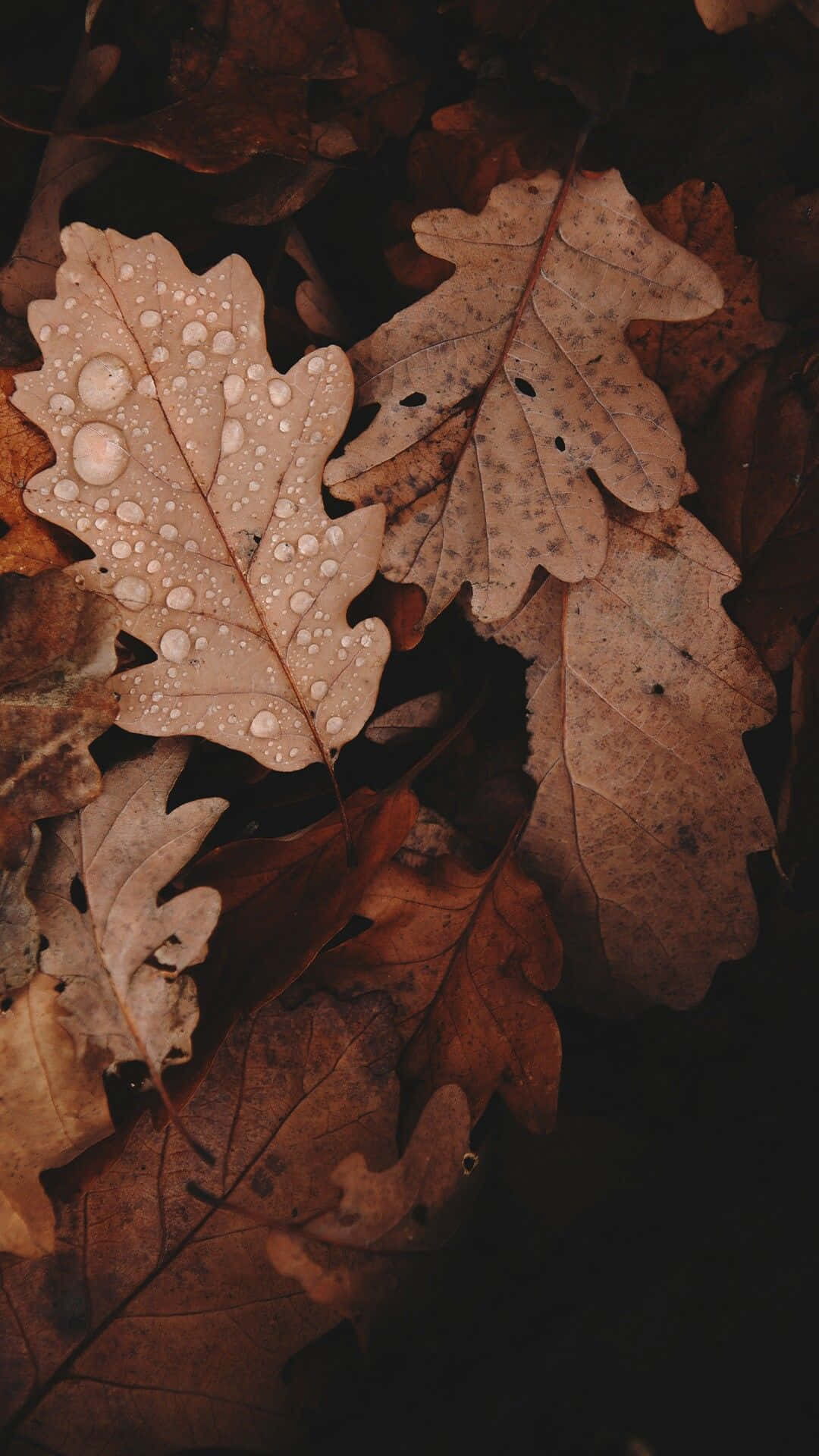 ภาพสวยสไตล์สีน้ำตาลอ่อน วอลเปเปอร์