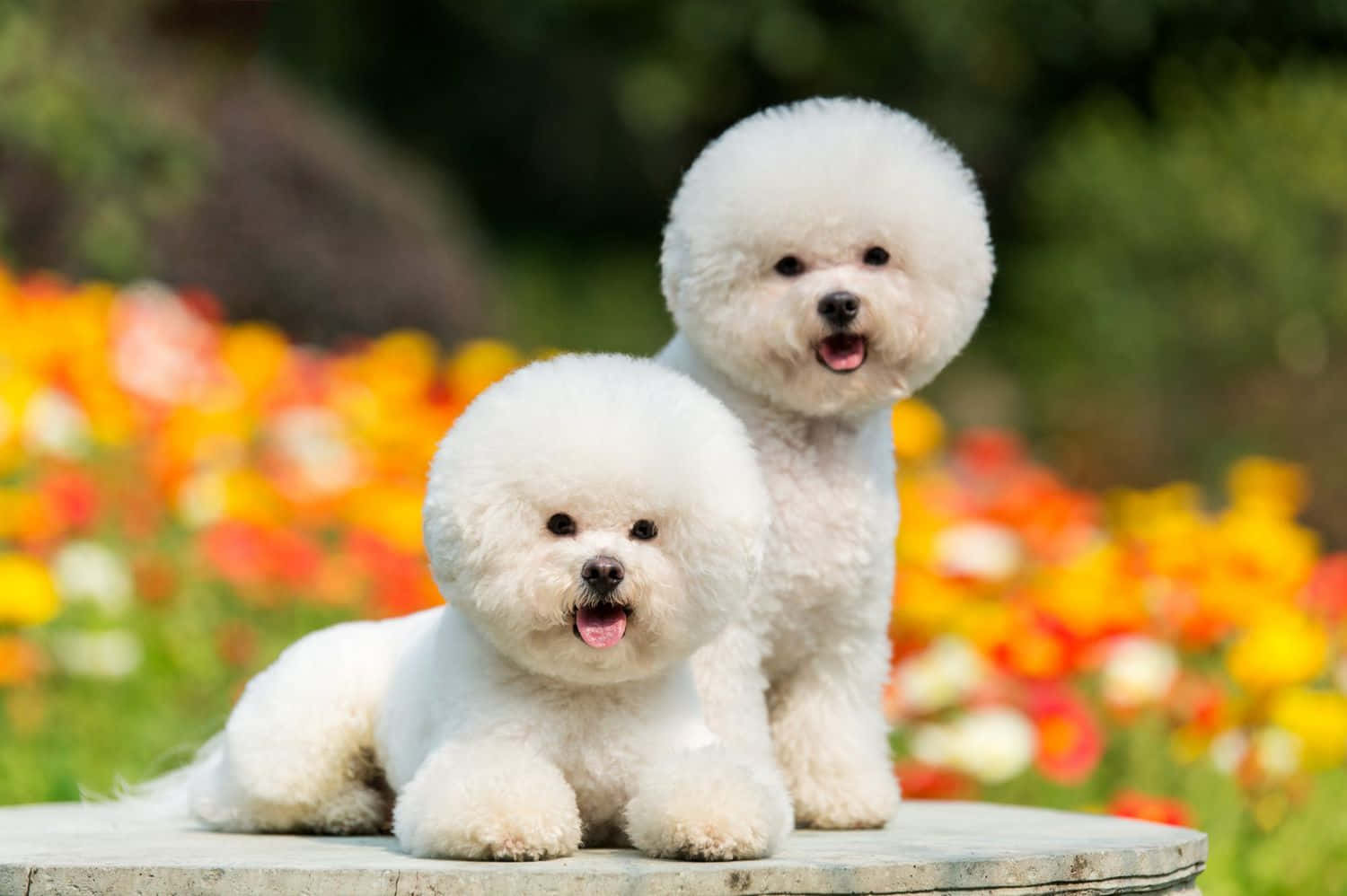 ภาพสุนัขบิชองฟรีเซตัวเล็ก วอลเปเปอร์