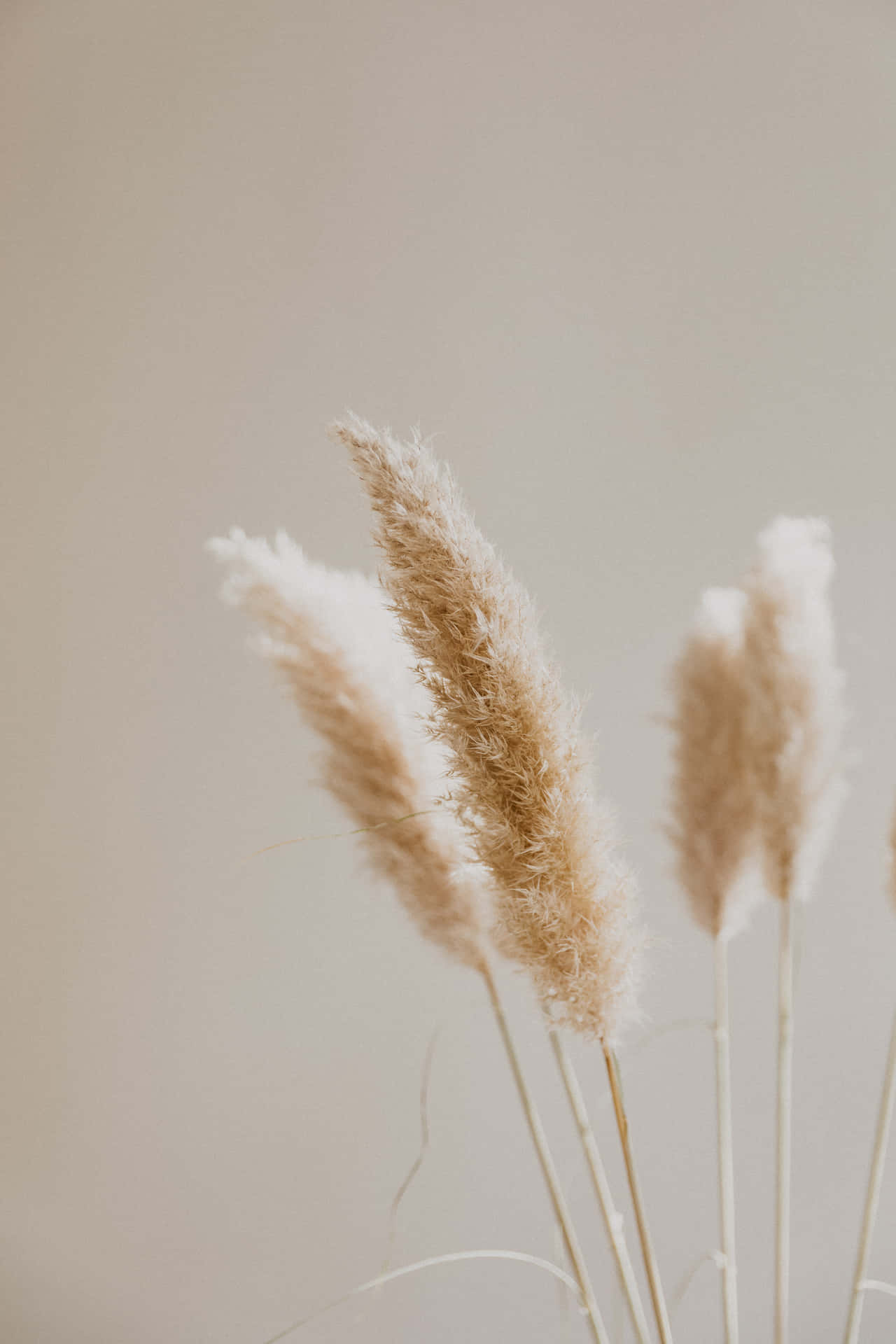 ภาพสวยงาม — สีเบจ สุนทรียภาพ GIF วอลเปเปอร์