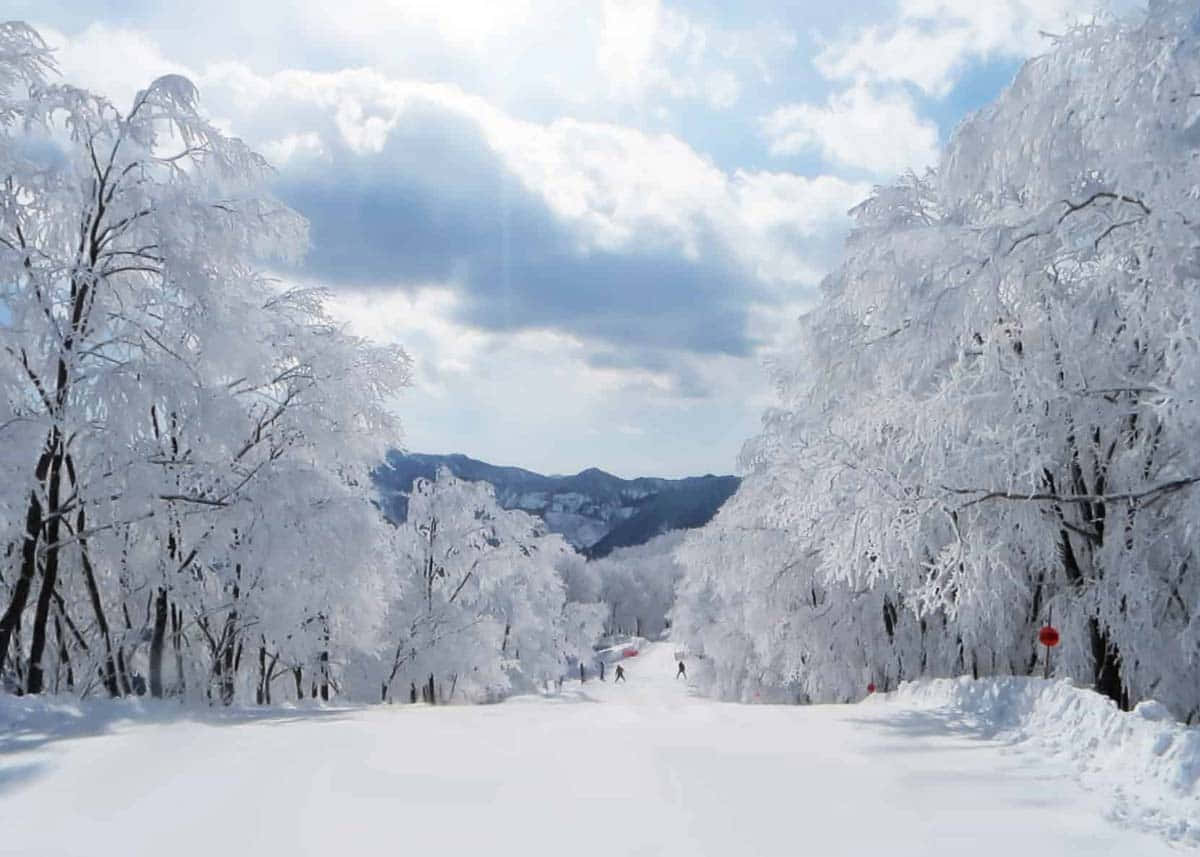 ภาพหิมะขาวสวยงาม วอลเปเปอร์