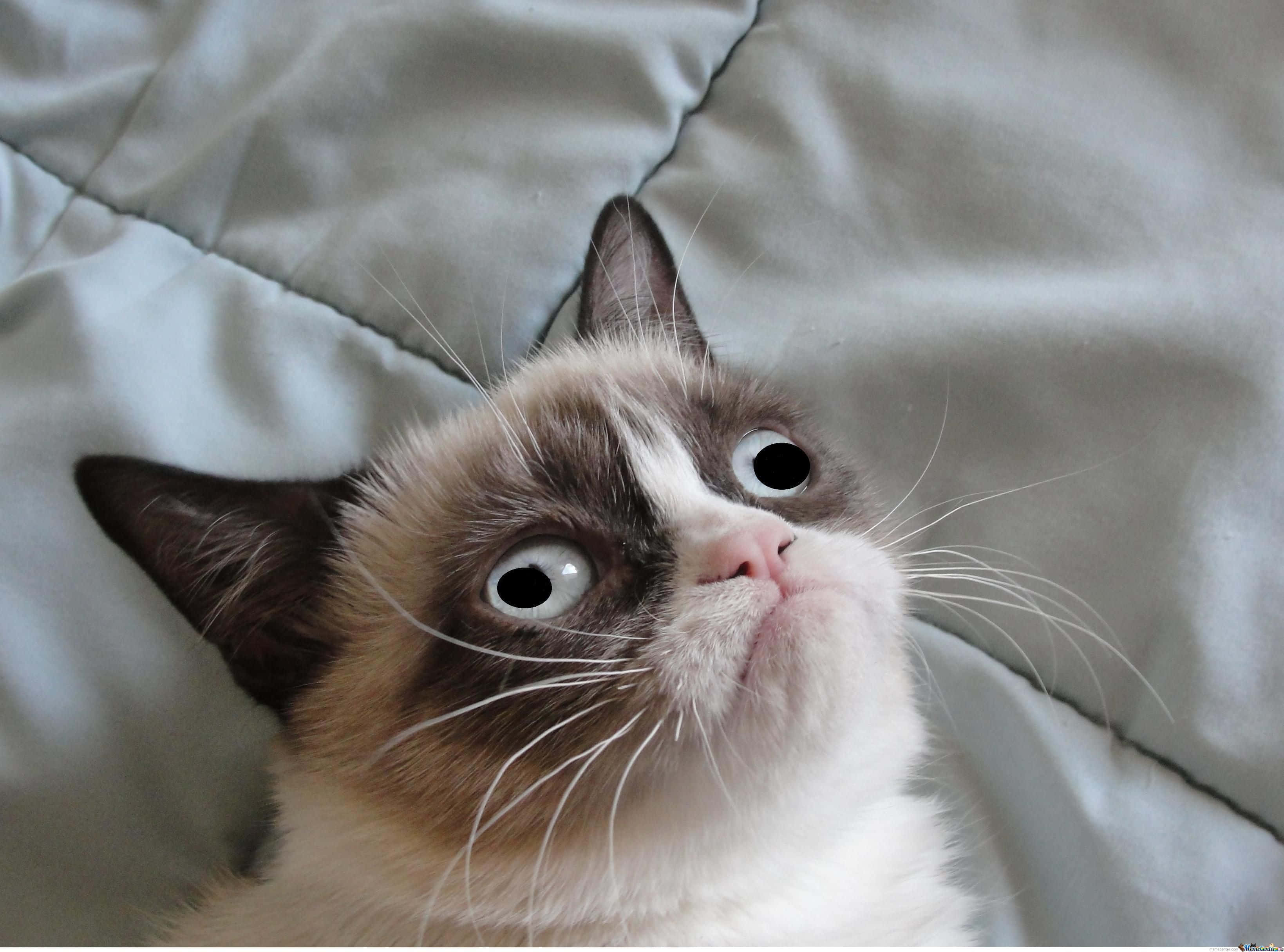 ภาพแมวอาถรรพ์ Grumpy Cat วอลเปเปอร์