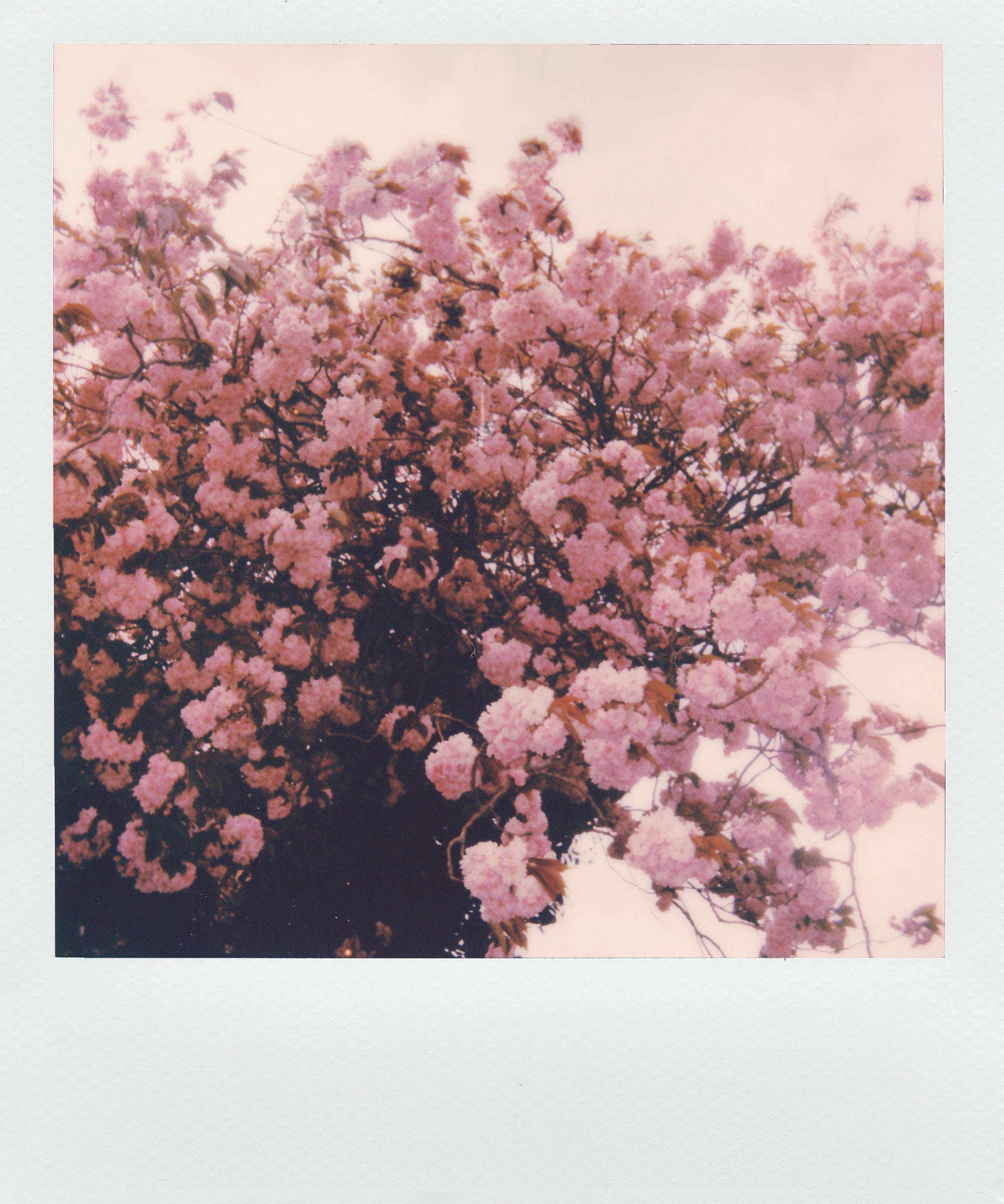 ภาพโพลารอยด์ดอกไม้สีชมพูสวยงาม วอลเปเปอร์