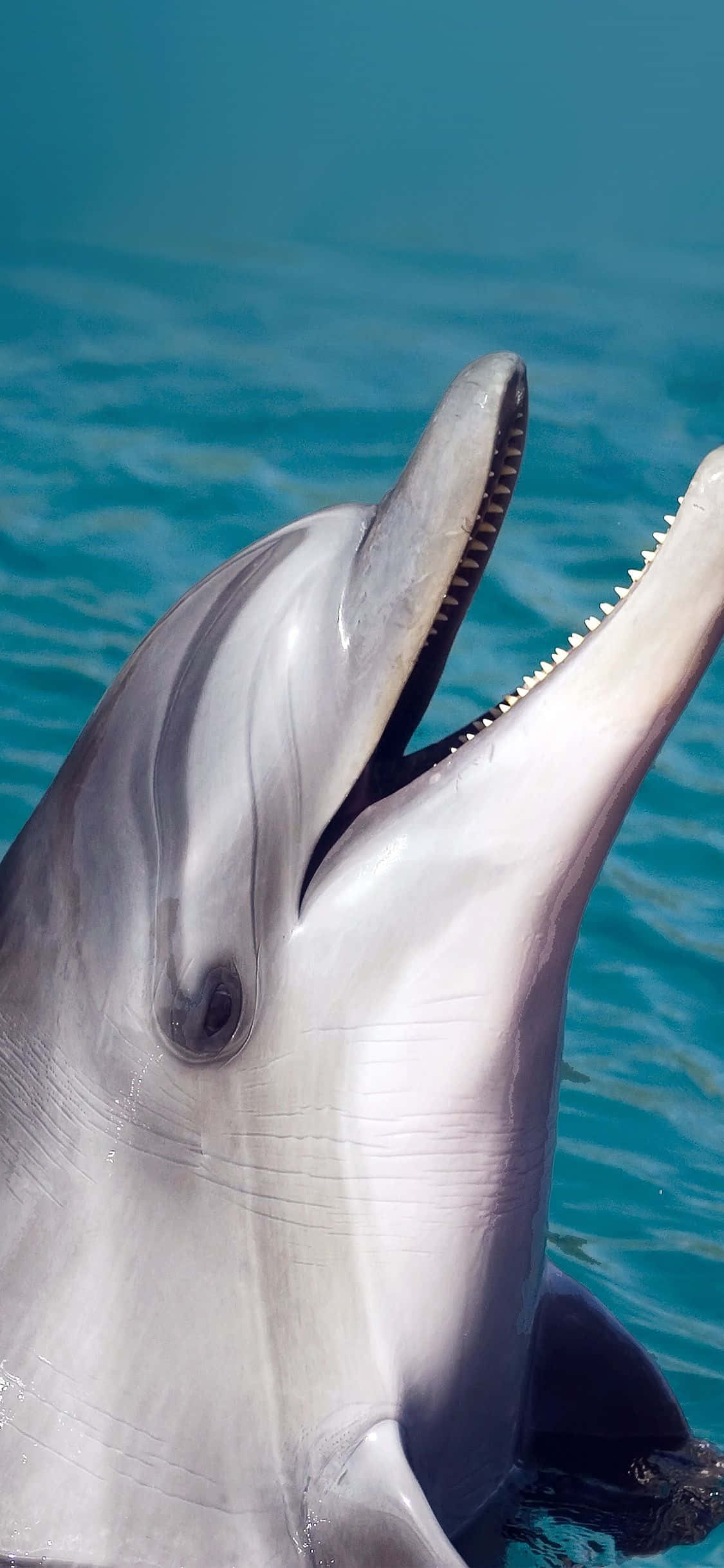 ภาพโลมาขี้เล่นกำลังยิ้ม วอลเปเปอร์