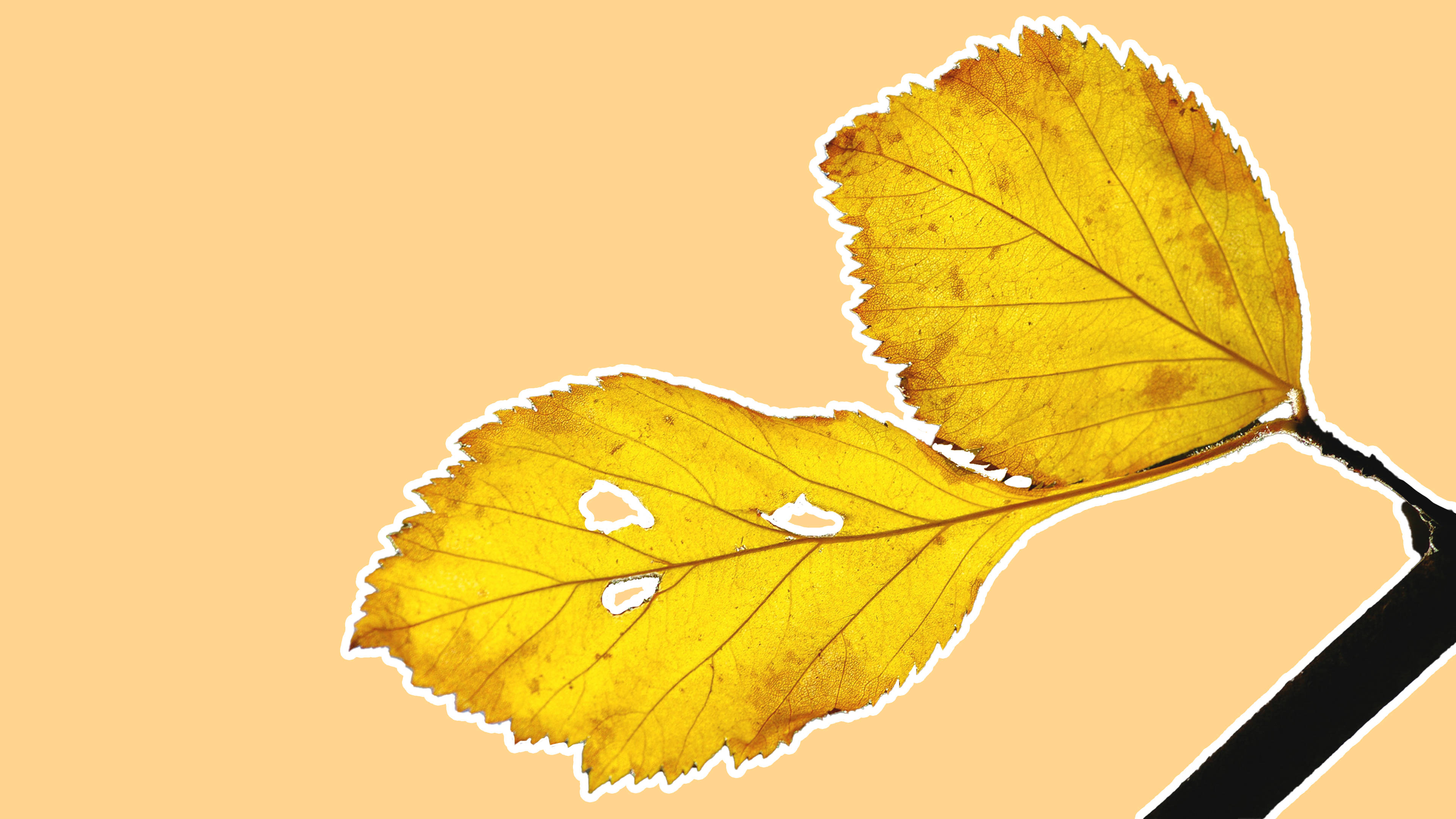 ภาพใบไม้สีเหลืองสไตล์มินิมอลที่น่าหลงใหล วอลเปเปอร์