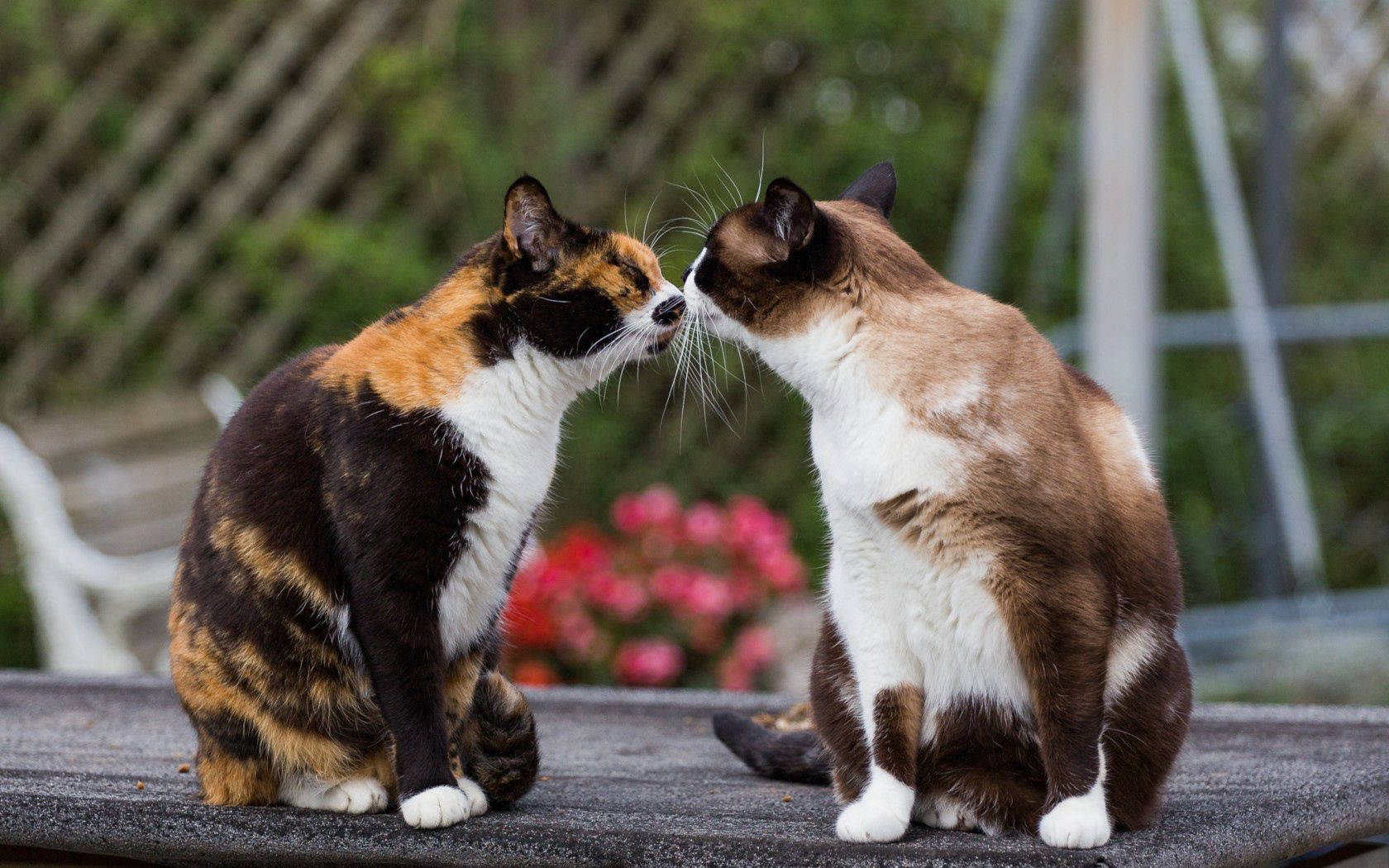 แมวสองตัวกำลังจูบกันนอกสวนที่อบอุ่น สัตว์ขนฟูน่ารักที่กำลังมีความรัก — แมว วอลเปเปอร์