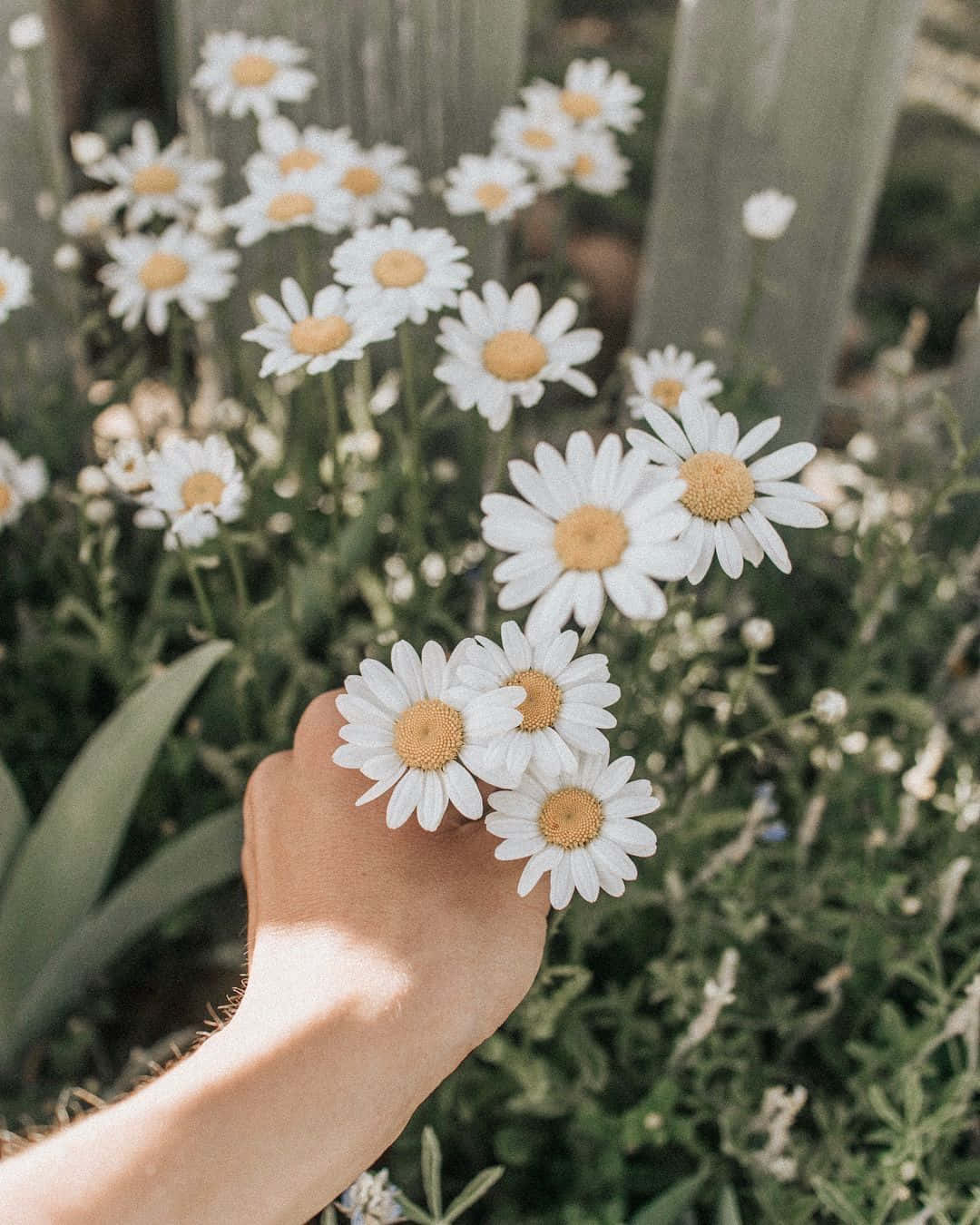 มือของคนถือดอกเดซี่ในสวน วอลเปเปอร์