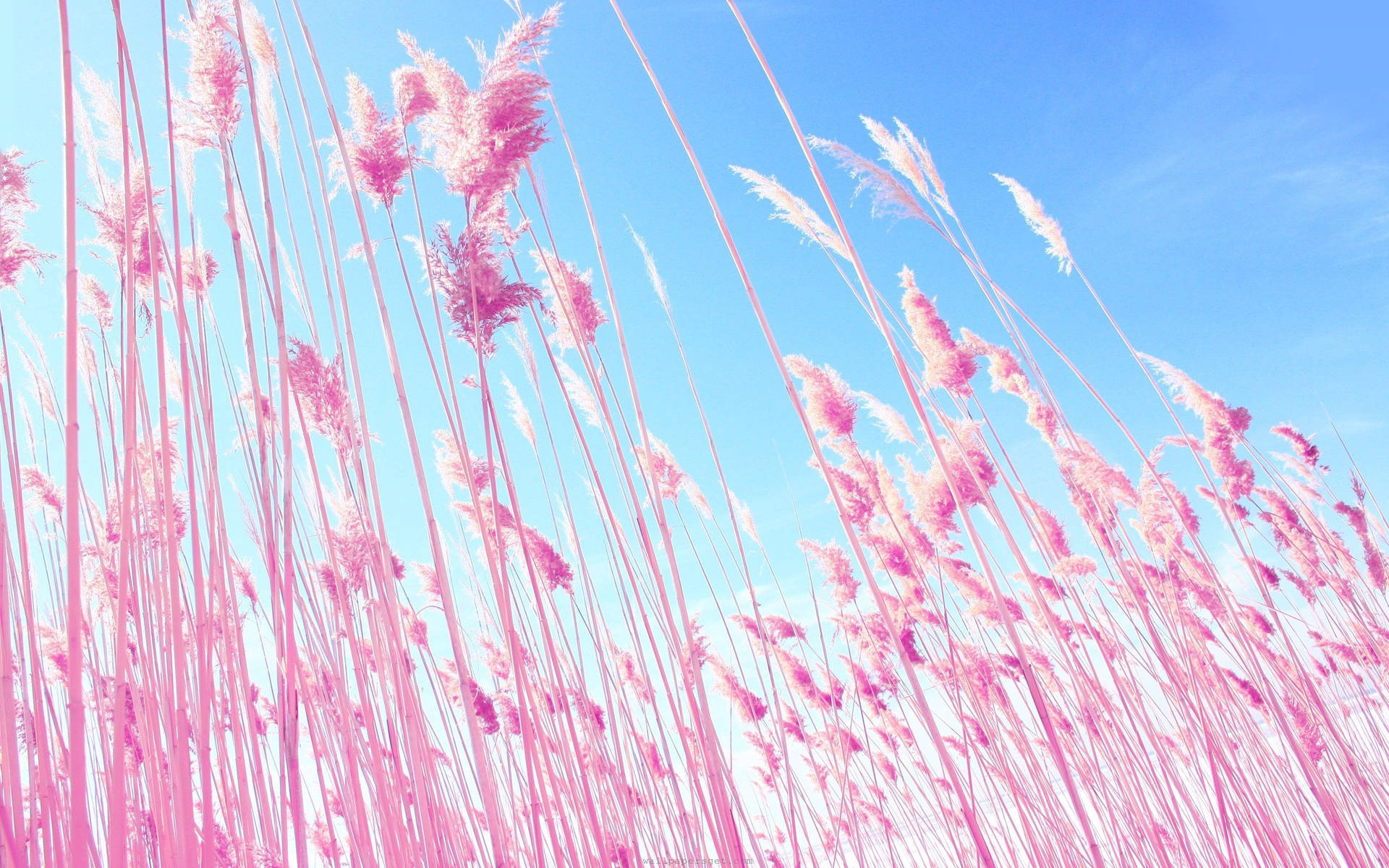 วอลเปเปอร์ทุ่งสีชมพูใต้ท้องฟ้าสีฟ้า — สีชมพู วอลเปเปอร์