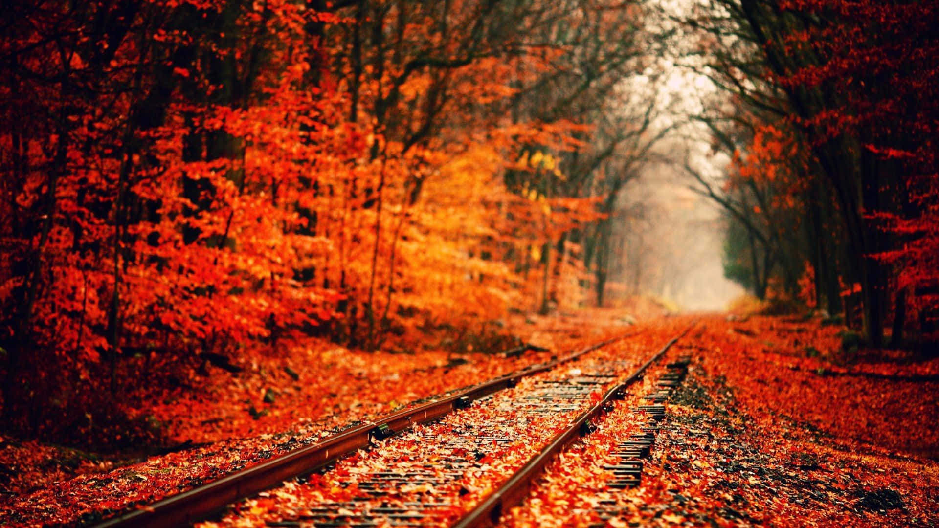 รถไฟบนรางในป่าที่มีใบไม้สีแดง วอลเปเปอร์