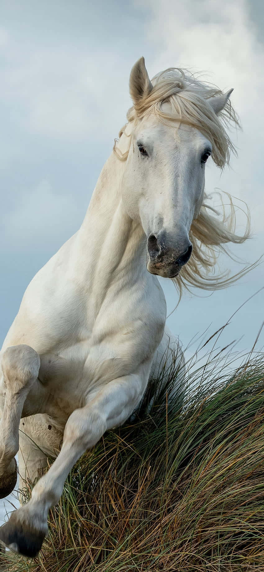 รับพลังและความงามกับ Beautiful Horse iPhone วอลเปเปอร์