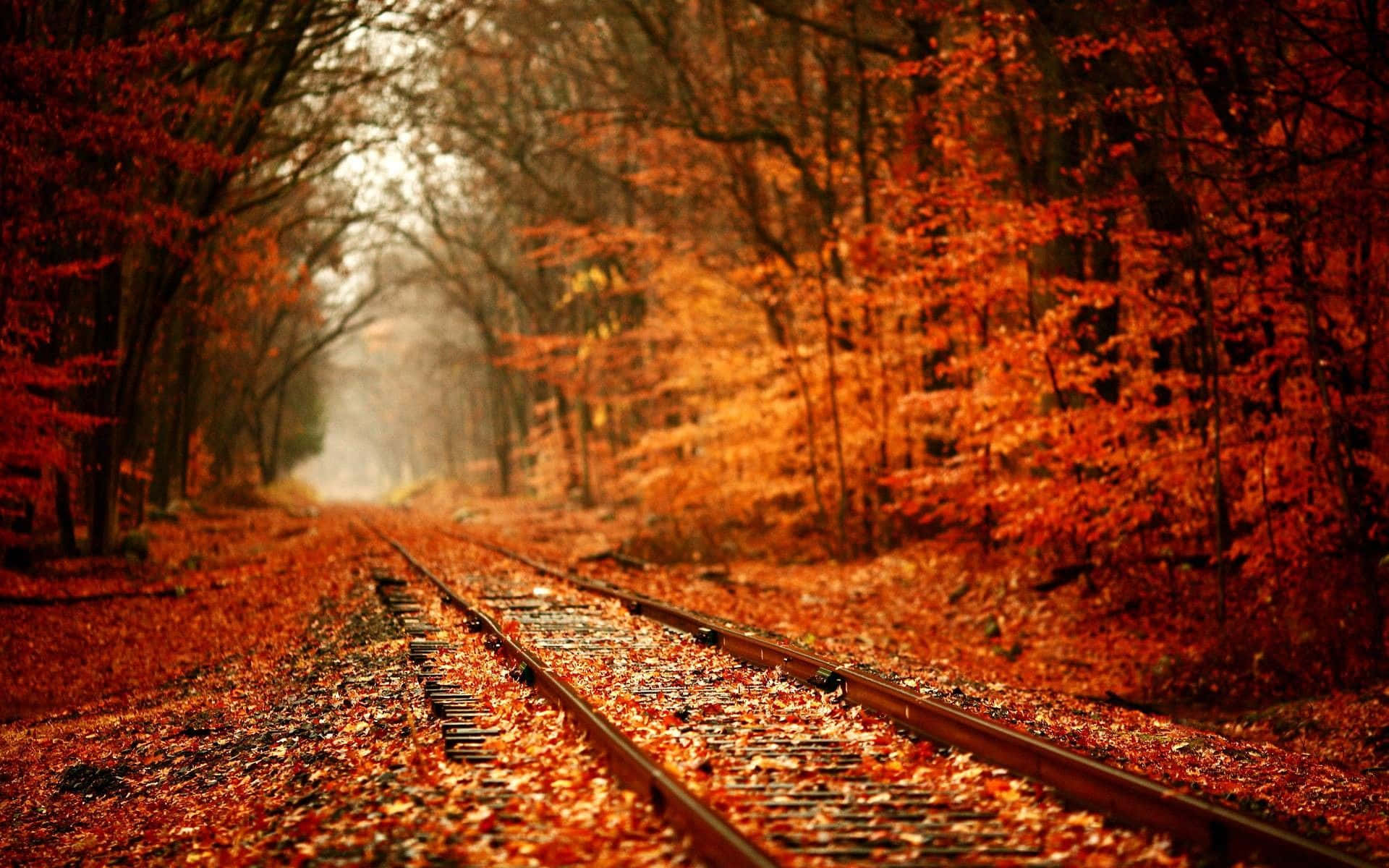 รางรถไฟสีสันฤดูใบไม้ร่วงประดับด้วยใบไม้ วอลเปเปอร์