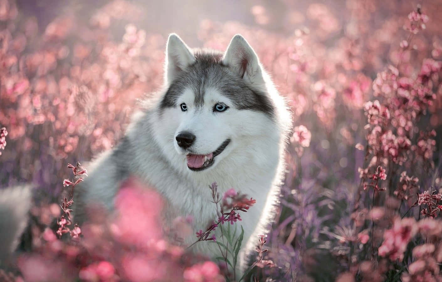 รูปน้องหมาฮัสกี้น่ารักกับดอกไม้สีชมพู วอลเปเปอร์