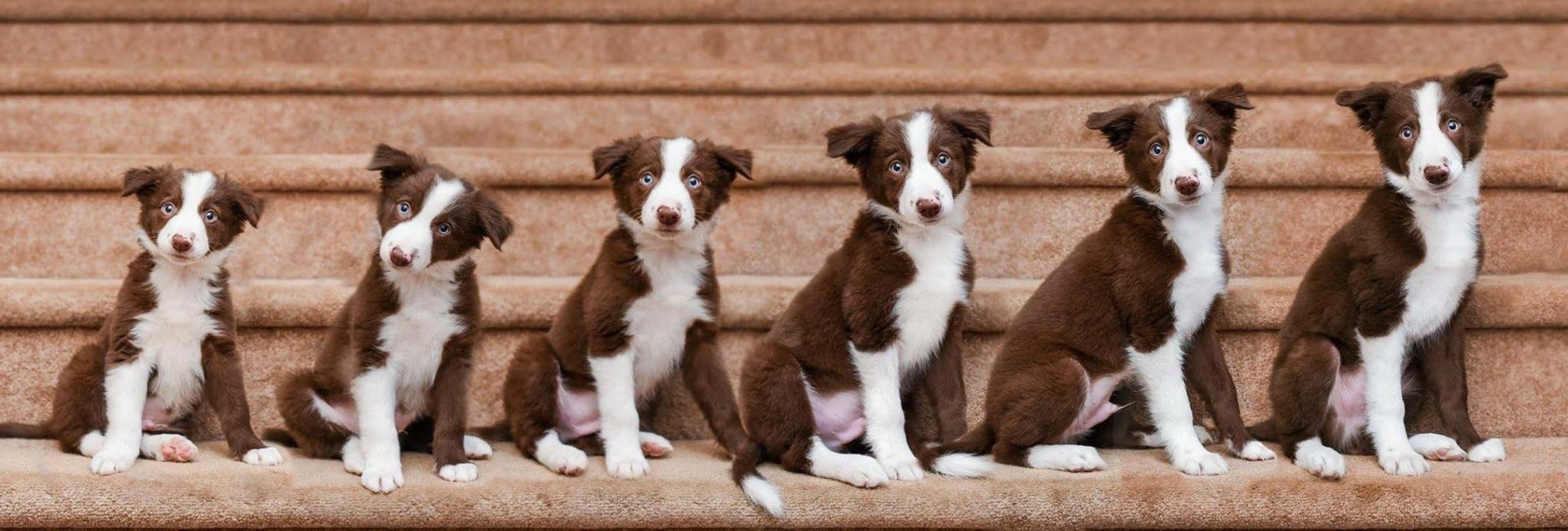 รูปภาพการเจริญเติบโตของลูกสุนัข Border Collie ในแต่ละสัปดาห์ วอลเปเปอร์